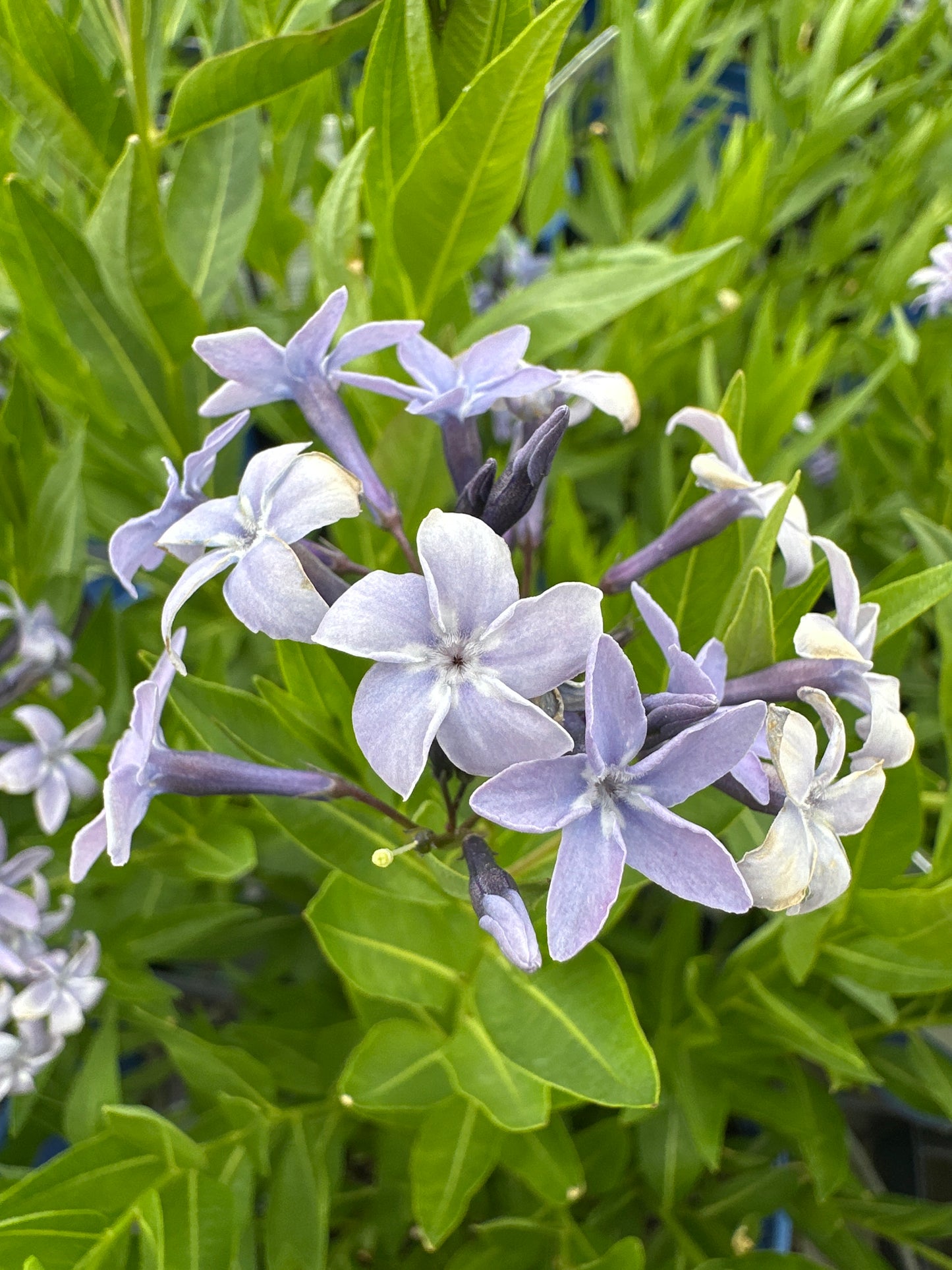Amsonia 'Blue Ice'
