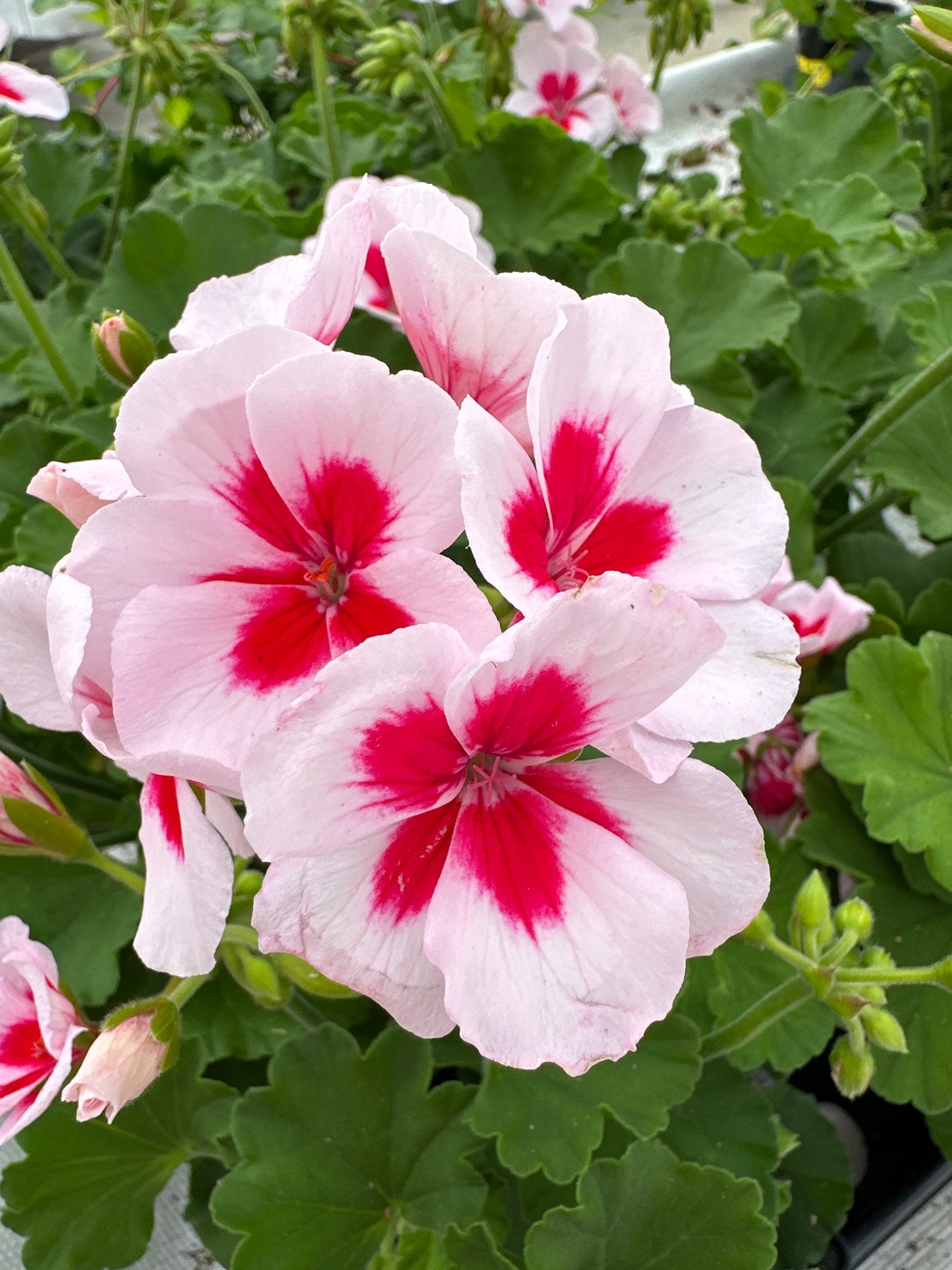 GERANIUM CALLIOPE MEDIUM WHITE SPLASH - 4" POT