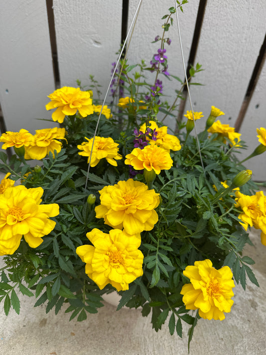 BASKET #39 - 10" HANGING BASKET