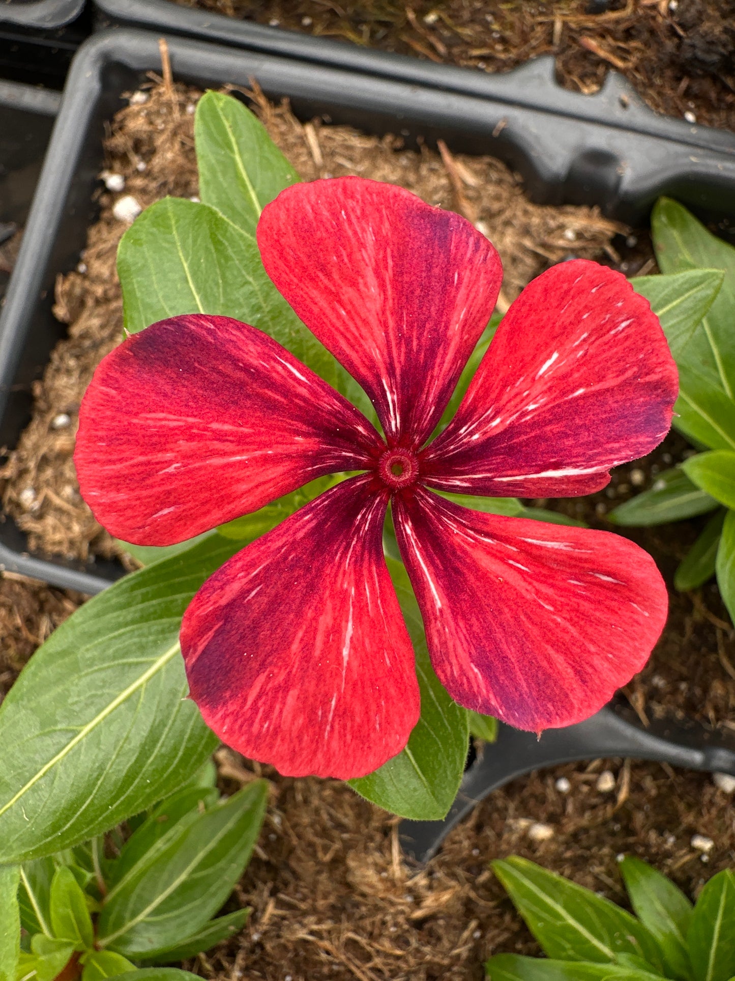 PERIWINKLE VINCA TATTOO PAPAYA - JUMBO 6 PACK