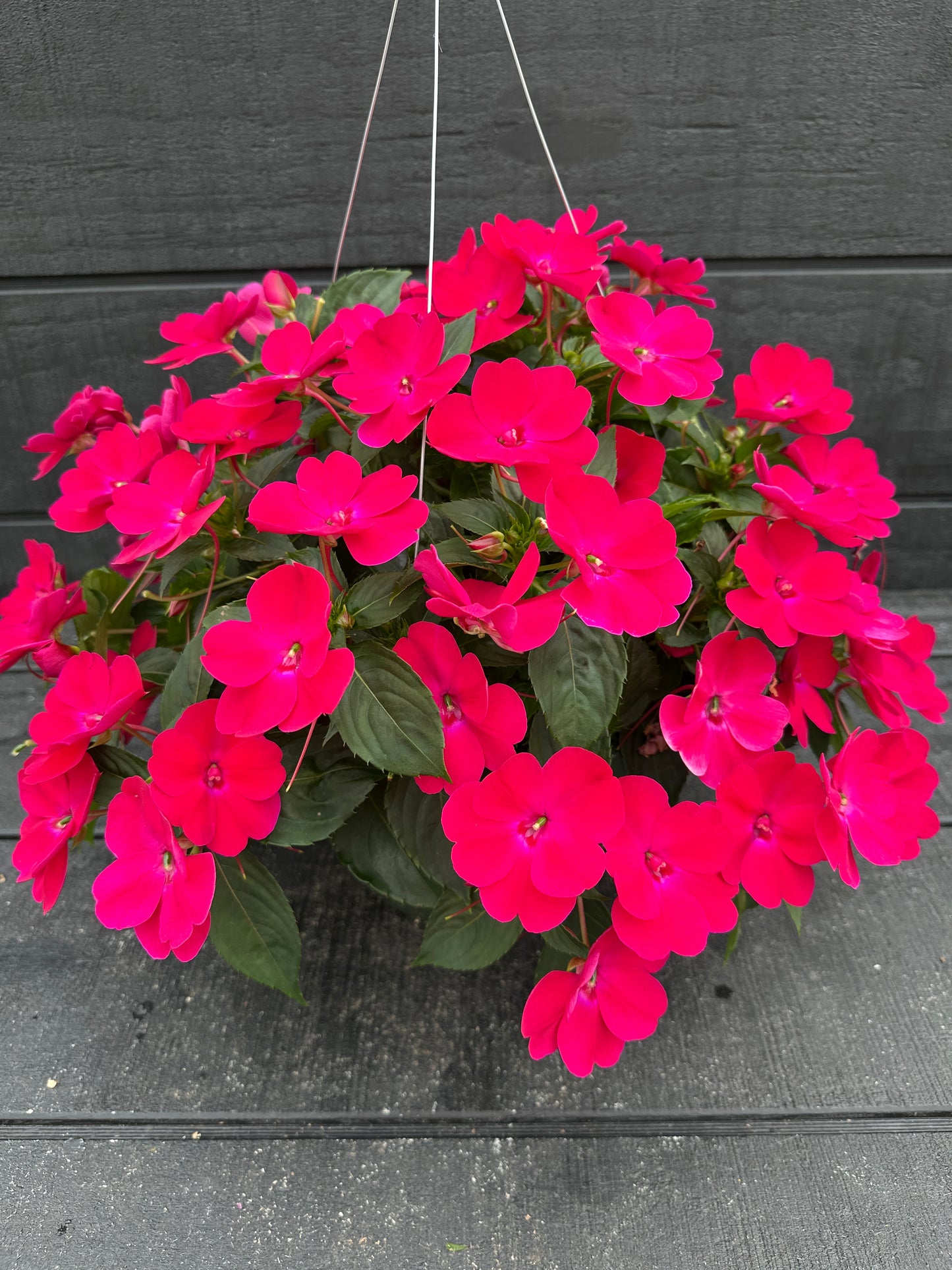 SUNPATIENS COMPACT ROSE GLOW - 10" HANGING BASKET
