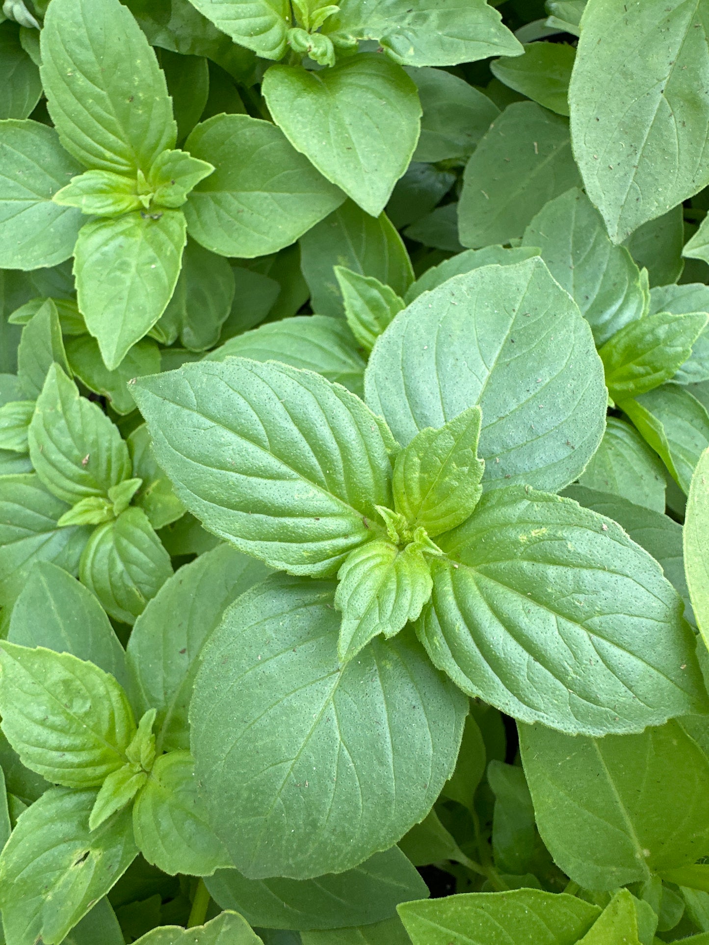 BASIL LIME AMERICANUM - 3.5" Pot