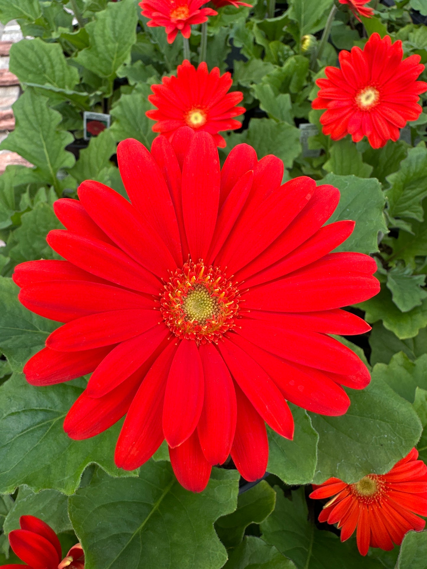 GERBERA JAGUAR DEEP ORANGE - 4'' POT