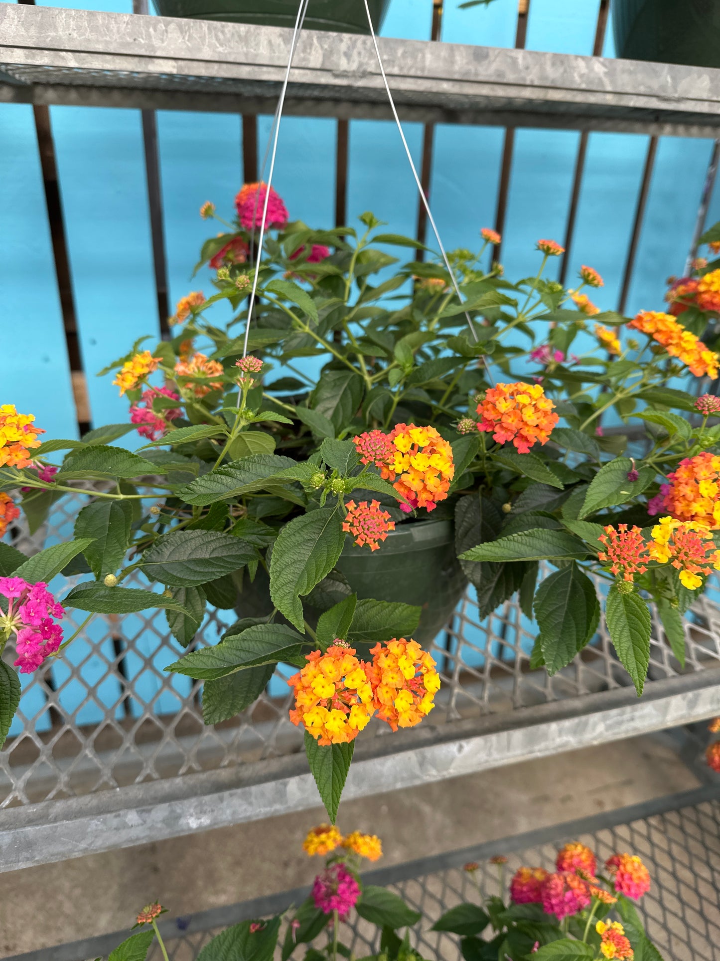 LANTANA LUSCIOUS BERRY BLEND - 10" HANGING BASKET