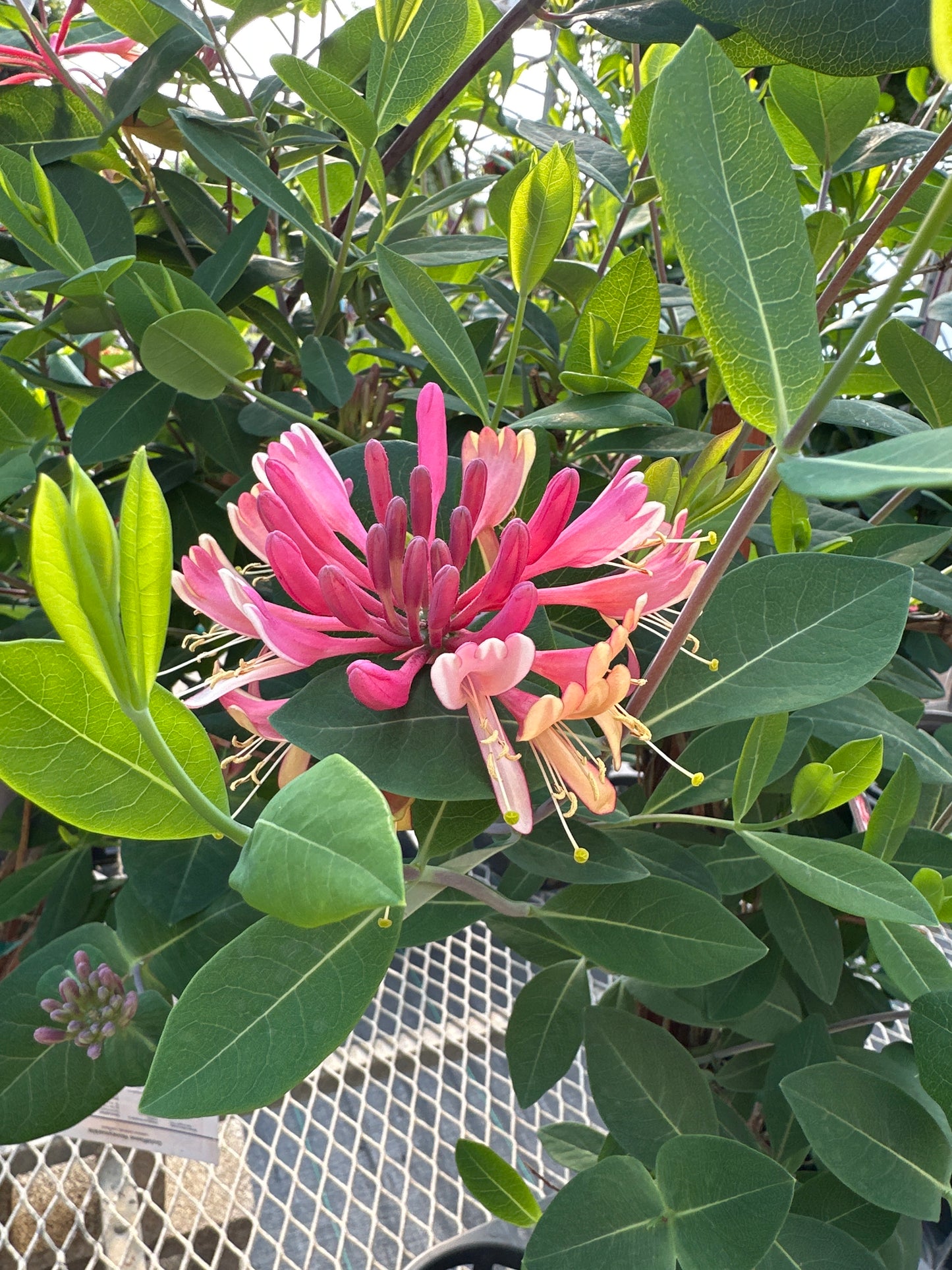 Lonicera tragophylla x sempervirens 'Mandarin'