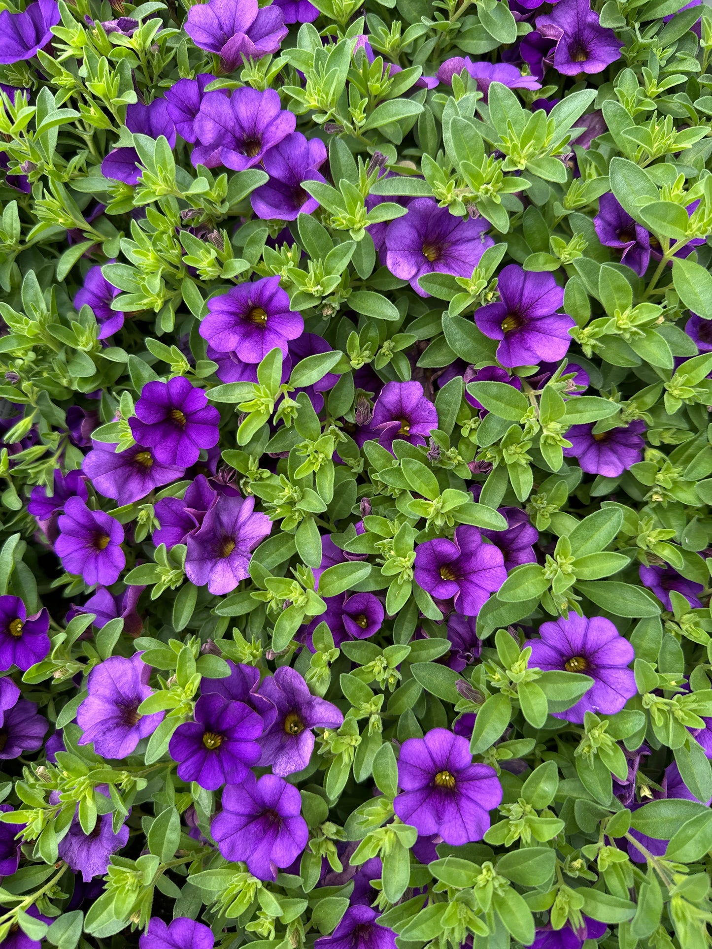 CALIBRACHOA CABARET DEEP BLUE - JUMBO 6 PACK