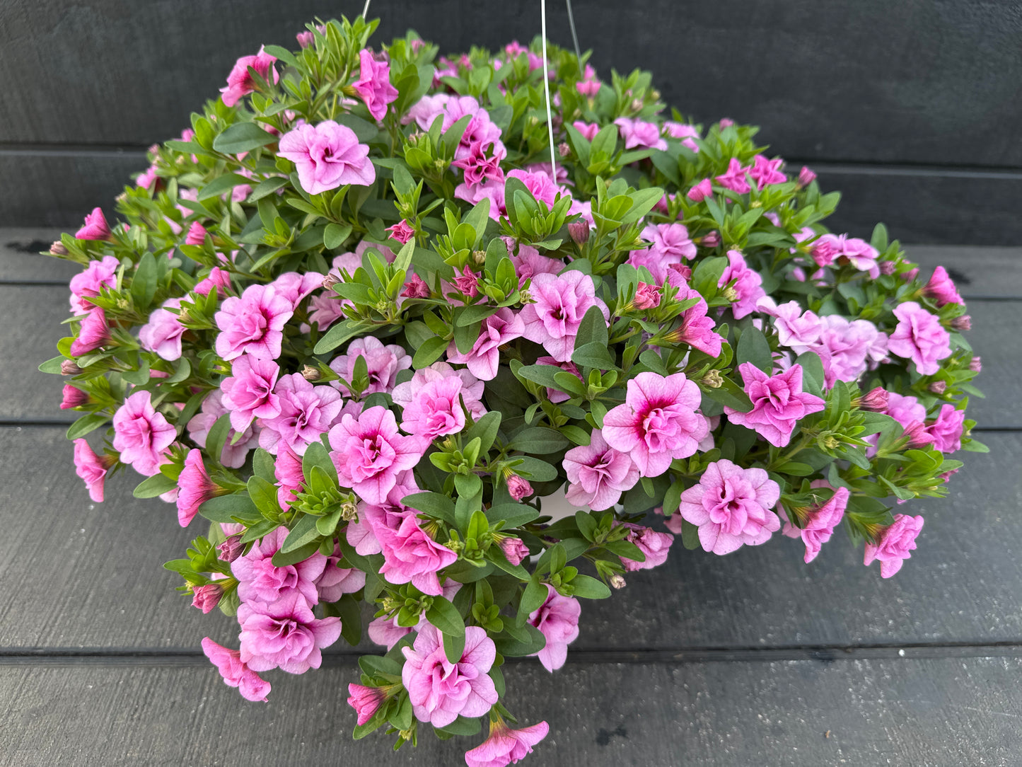 CALIBRACHOA MINIFAMOUS UNO DOUBLE LIGHT PINK - 10'' HANGING BASKET