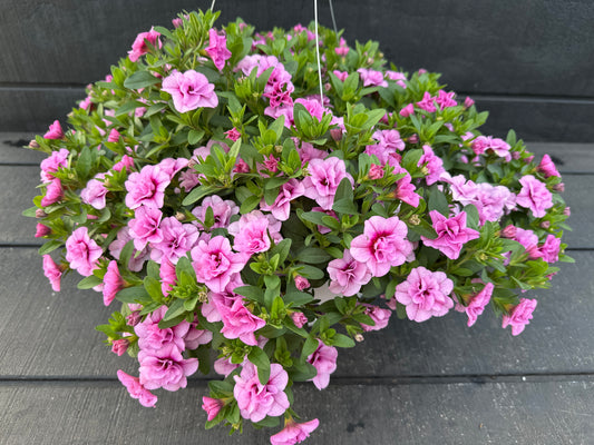 CALIBRACHOA MINIFAMOUS UNO DOUBLE LIGHT PINK - 10'' HANGING BASKET