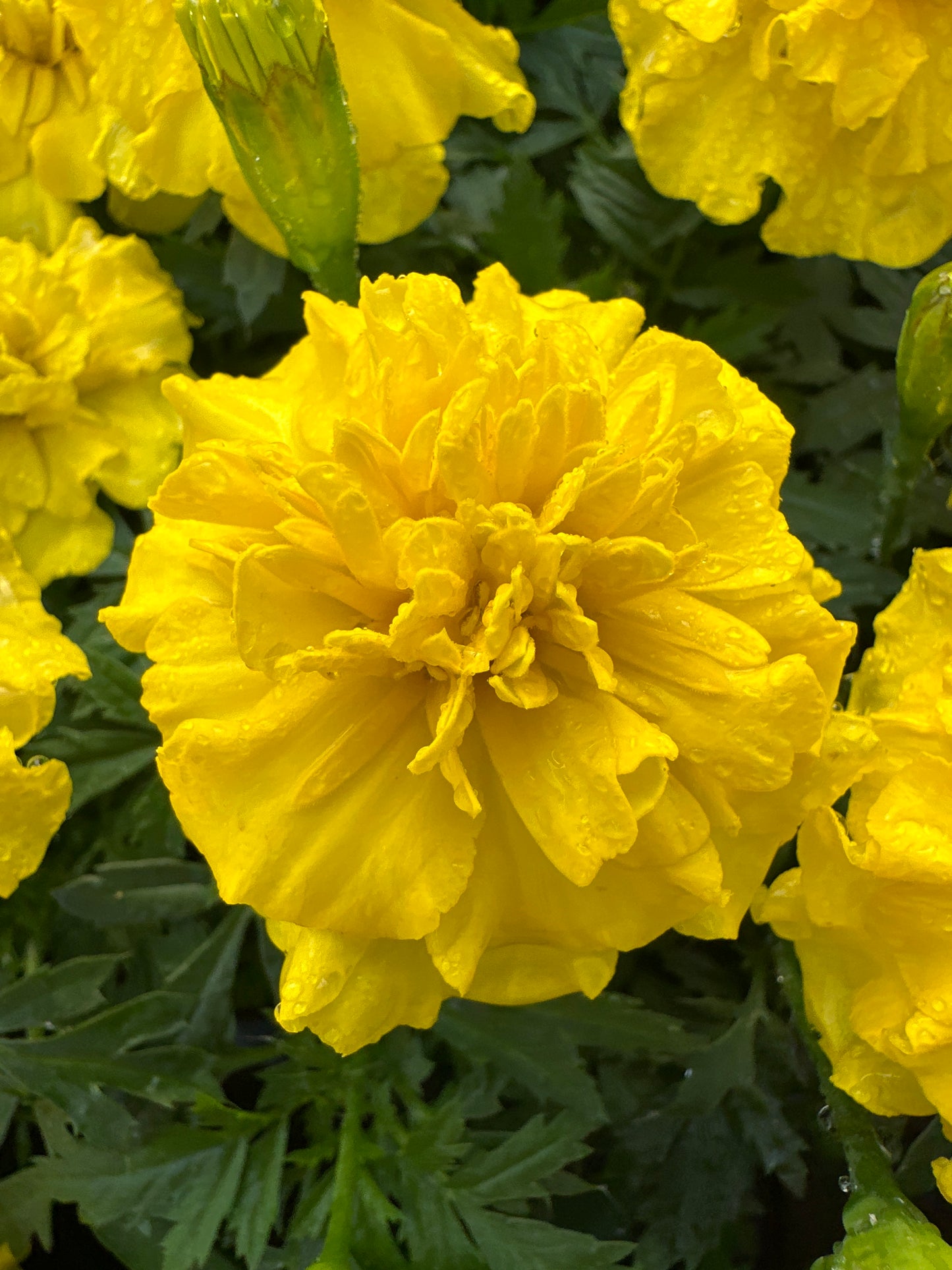 MARIGOLD BONANZA YELLOW - FLAT OF 48 PLANTS