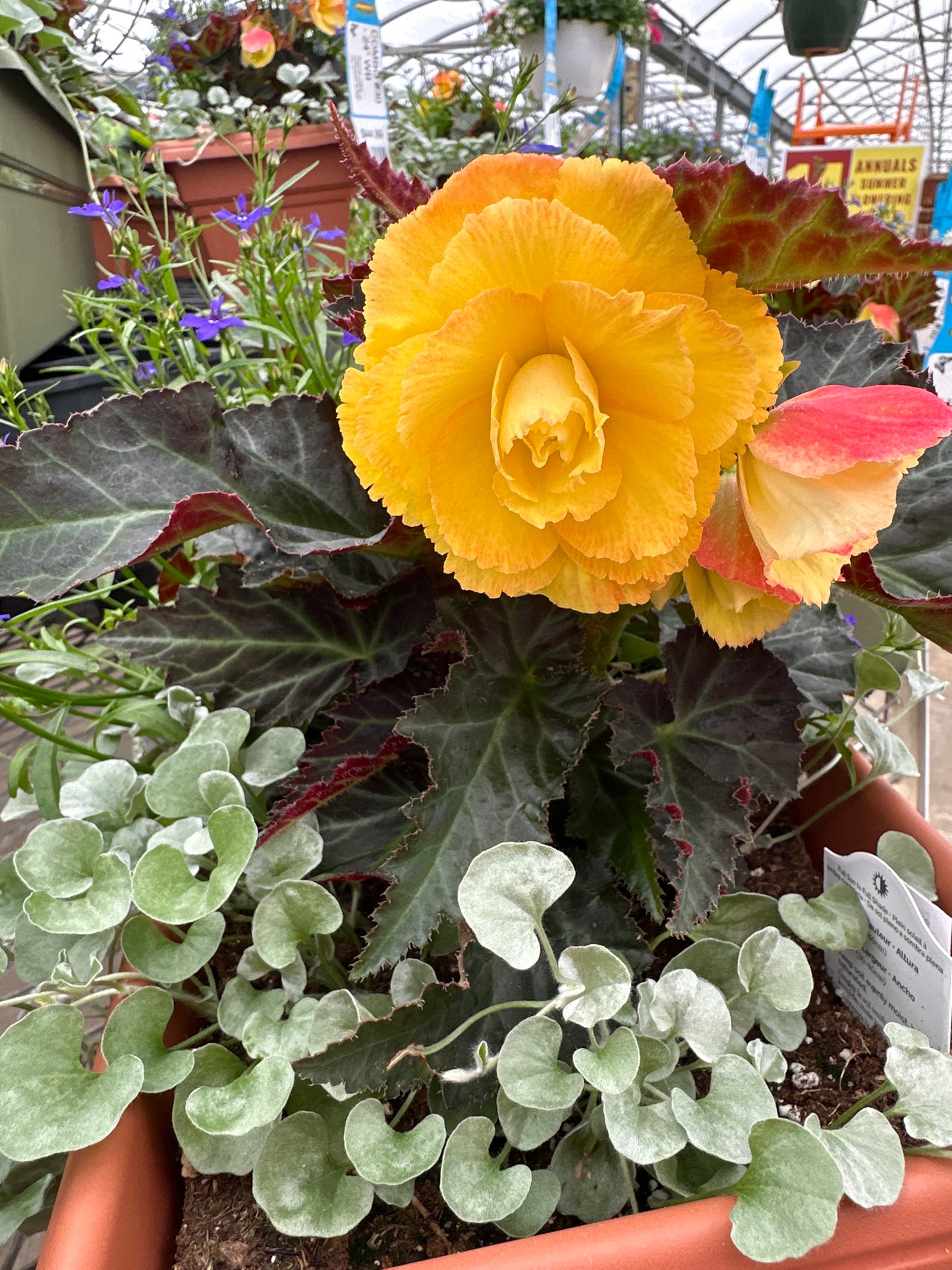 COMBO #30 - 24" WINDOW BOX