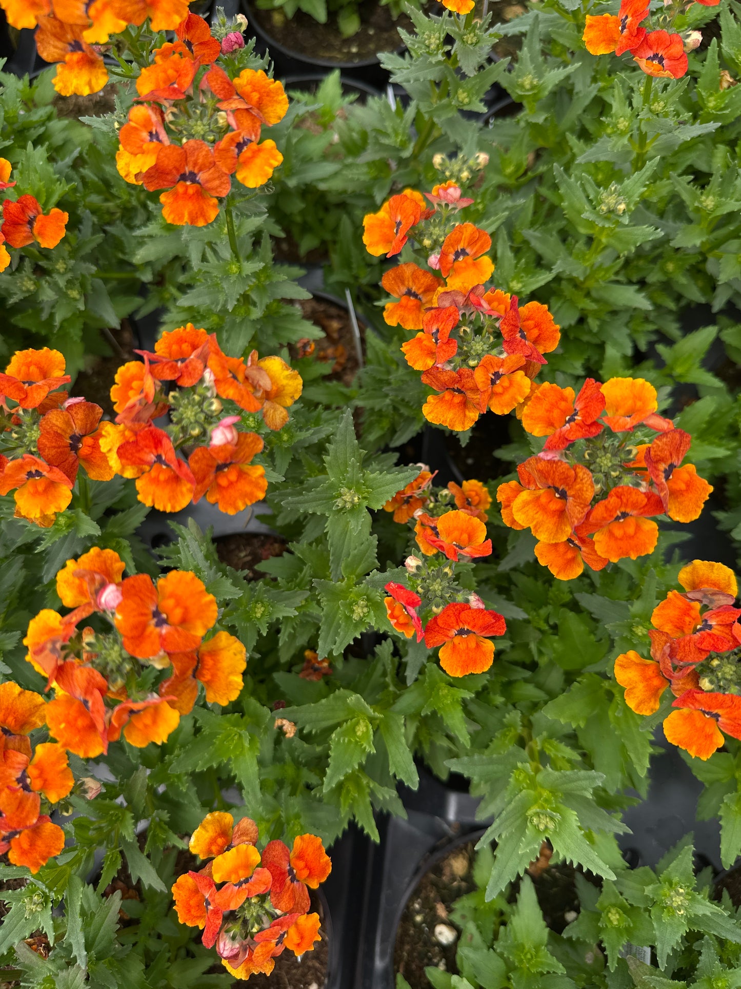 NEMESIA NESIA TANGERINE - 4" POT