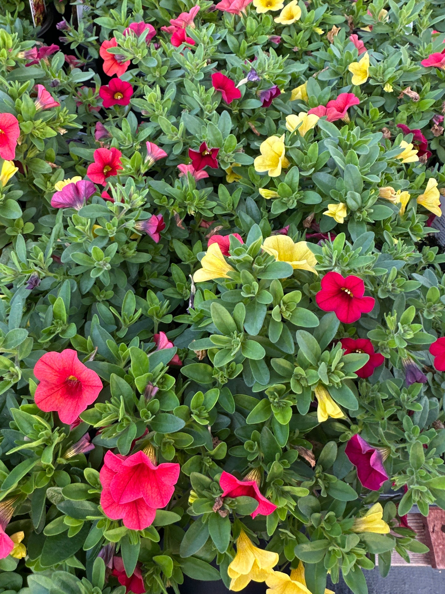 COMBO TROPICALI - QUART POT