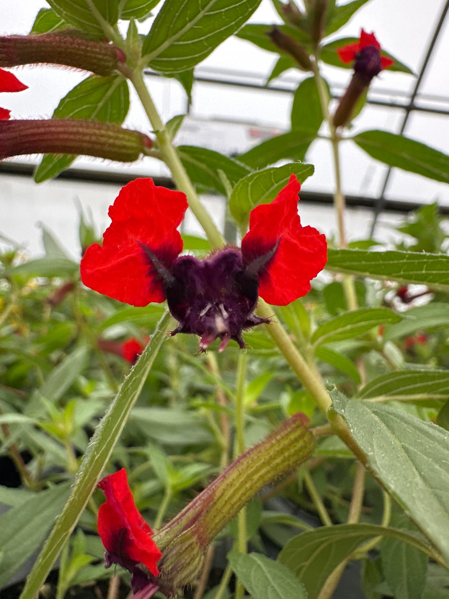 CUPHEA BAT FACE - 4" POT