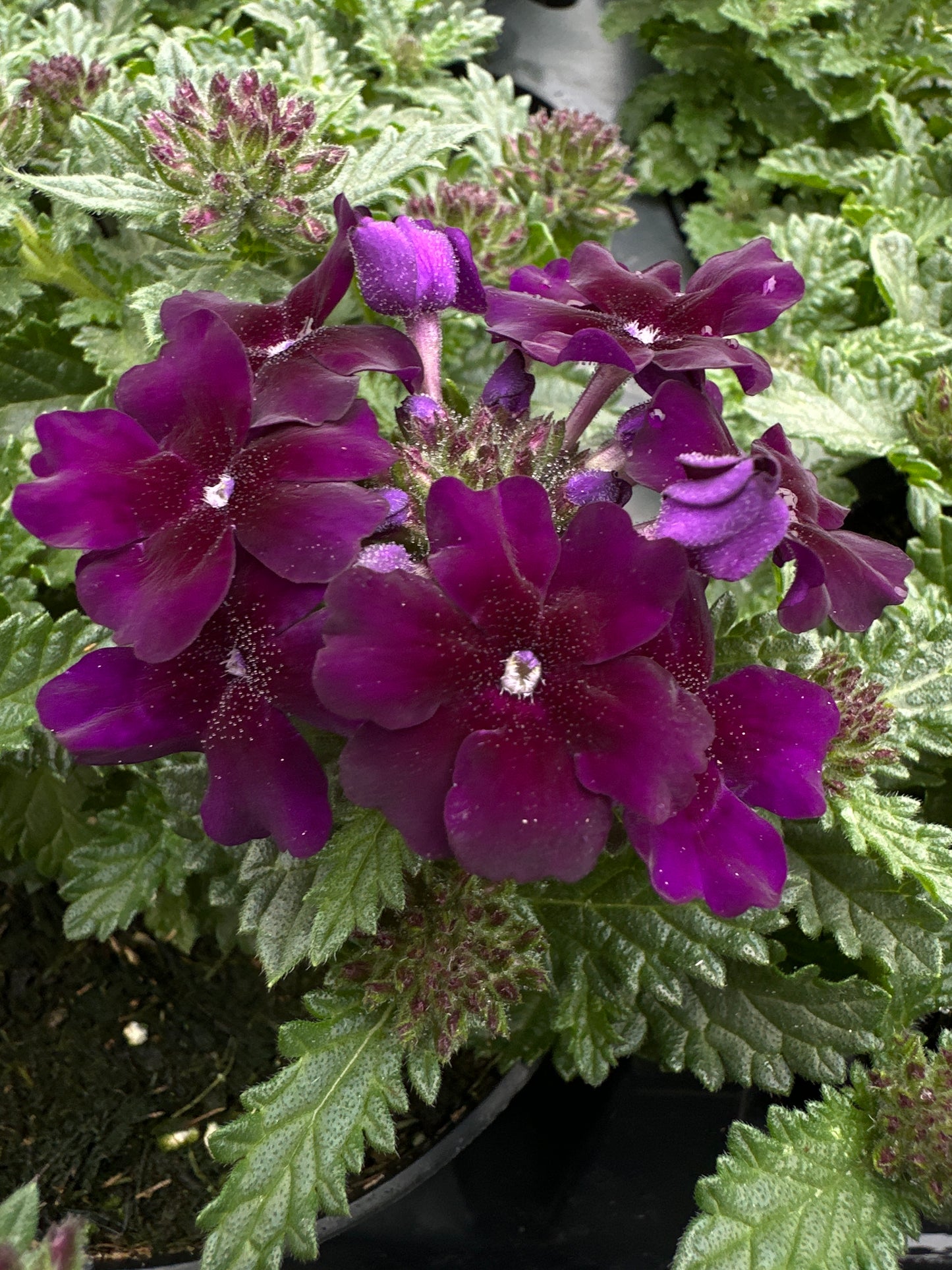 VERBENA EMPRESS VIOLET BLUE - 4'' POT