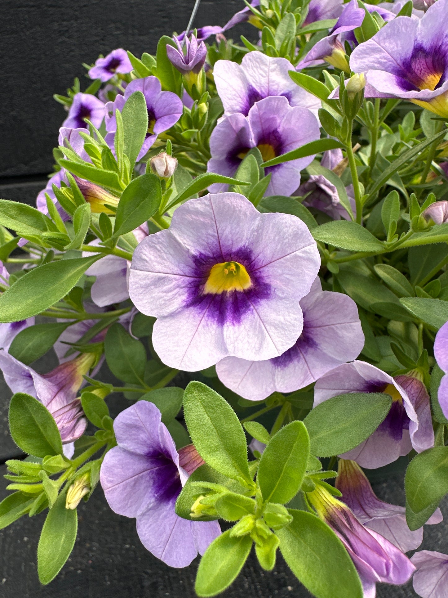 CALIBRACHOA EYECATCHER BLUE - 10'' HANGING BASKET