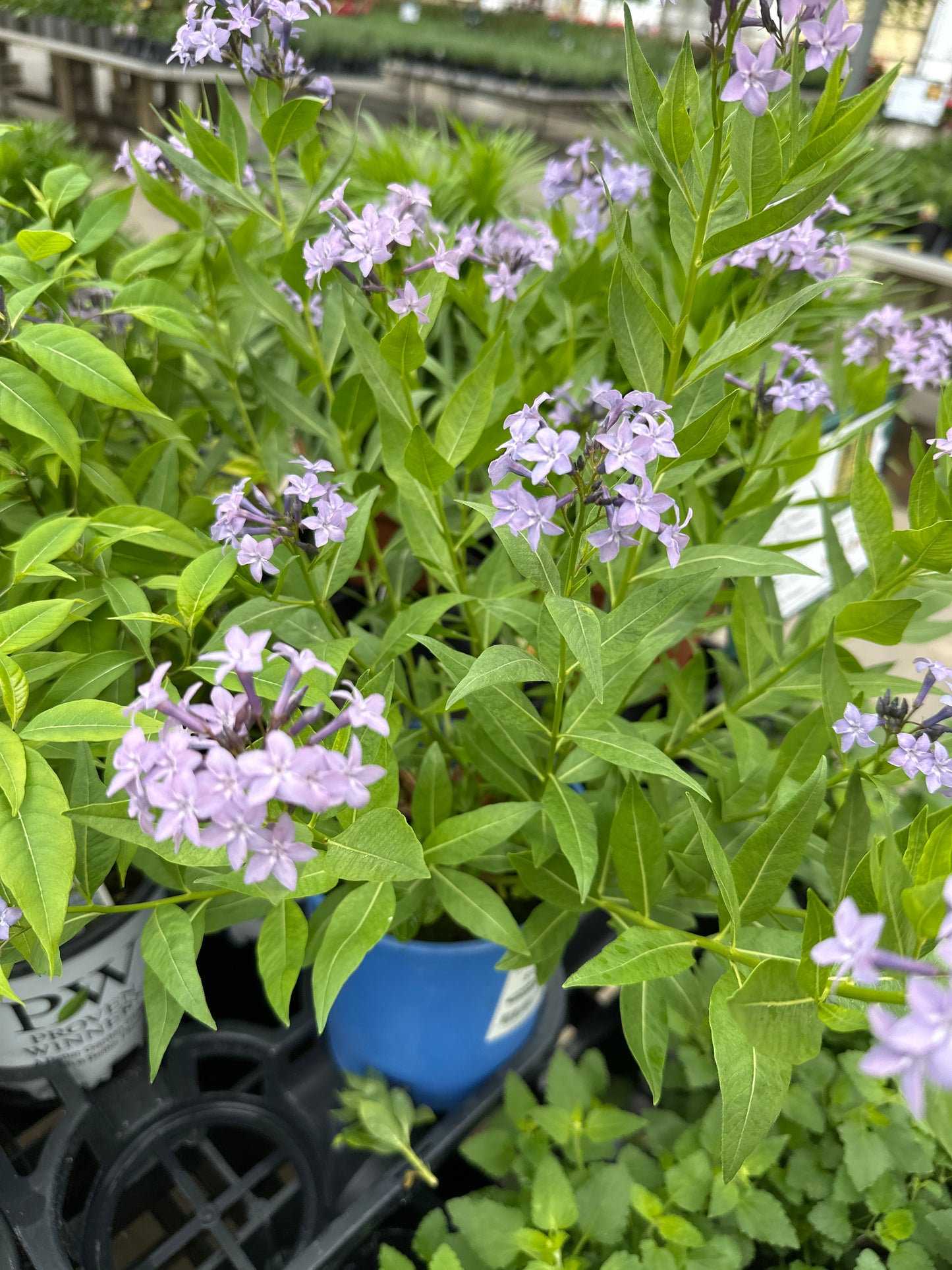Amsonia 'Blue Ice'