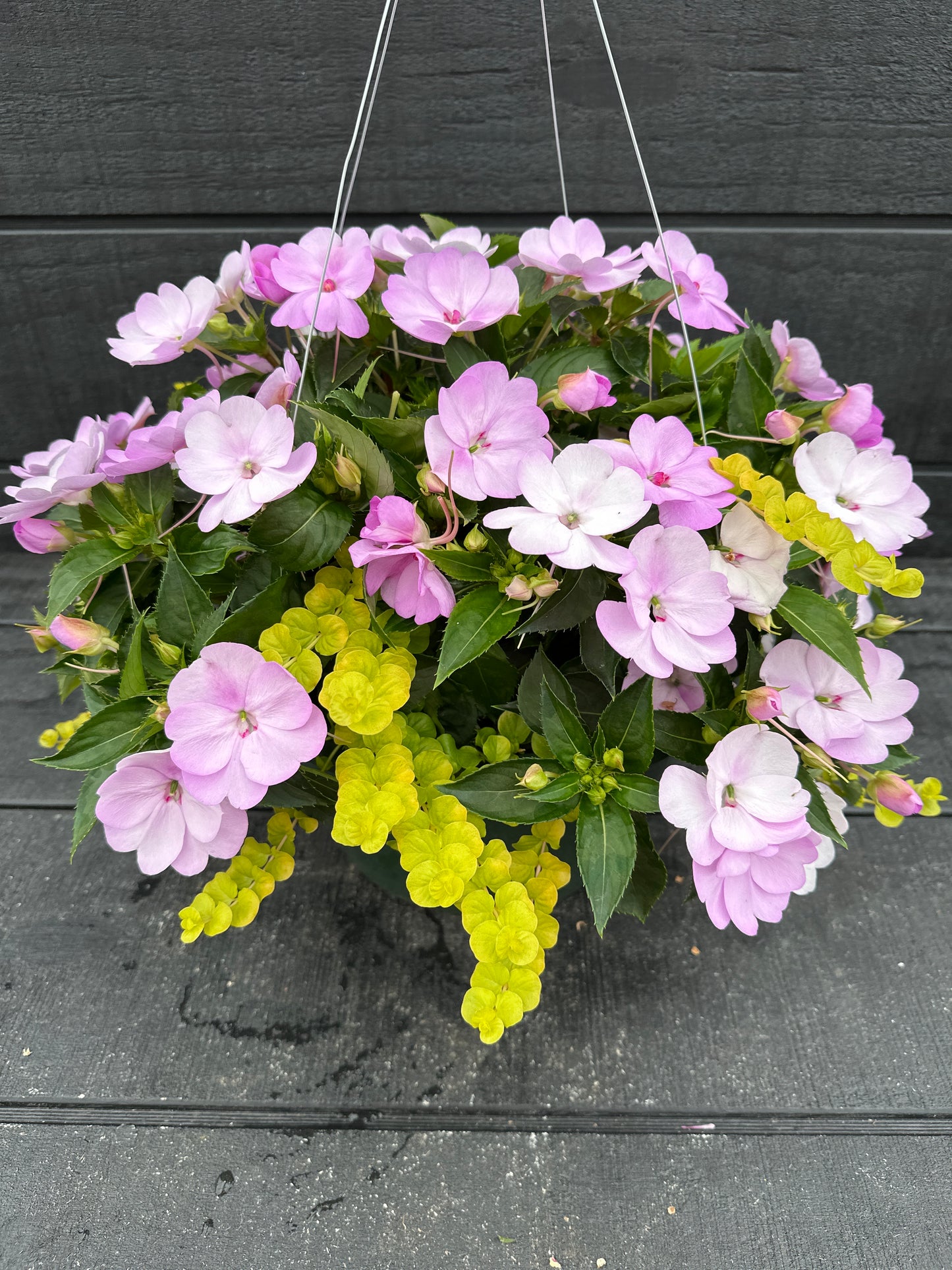 BASKET #43 - 12'' HANGING BASKET
