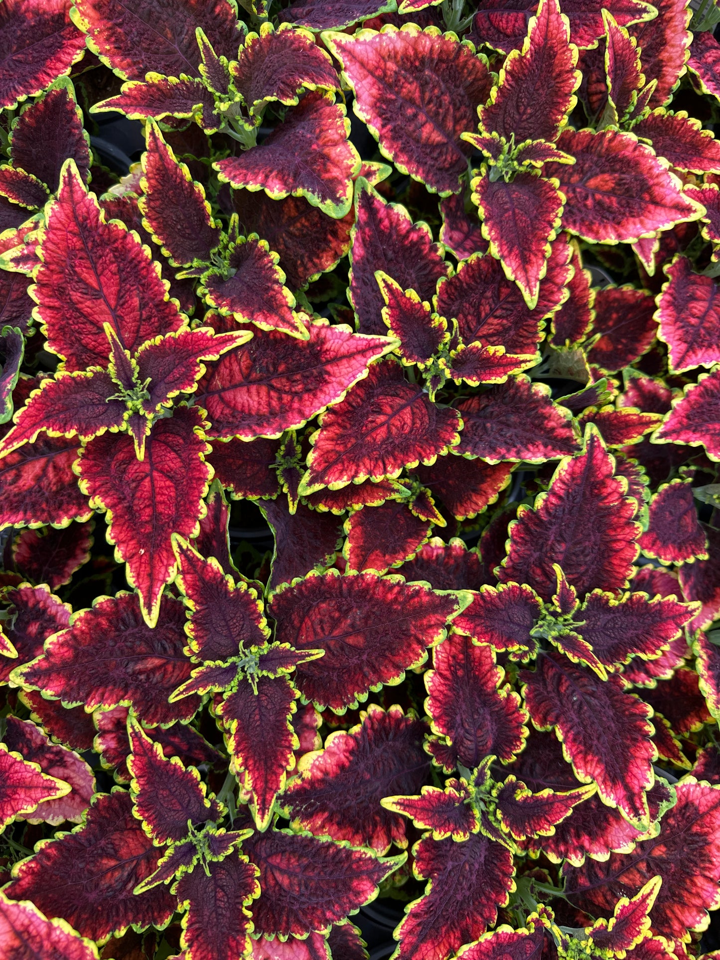 COLEUS COLORBLAZE EL BRIGHTO - QUART POT