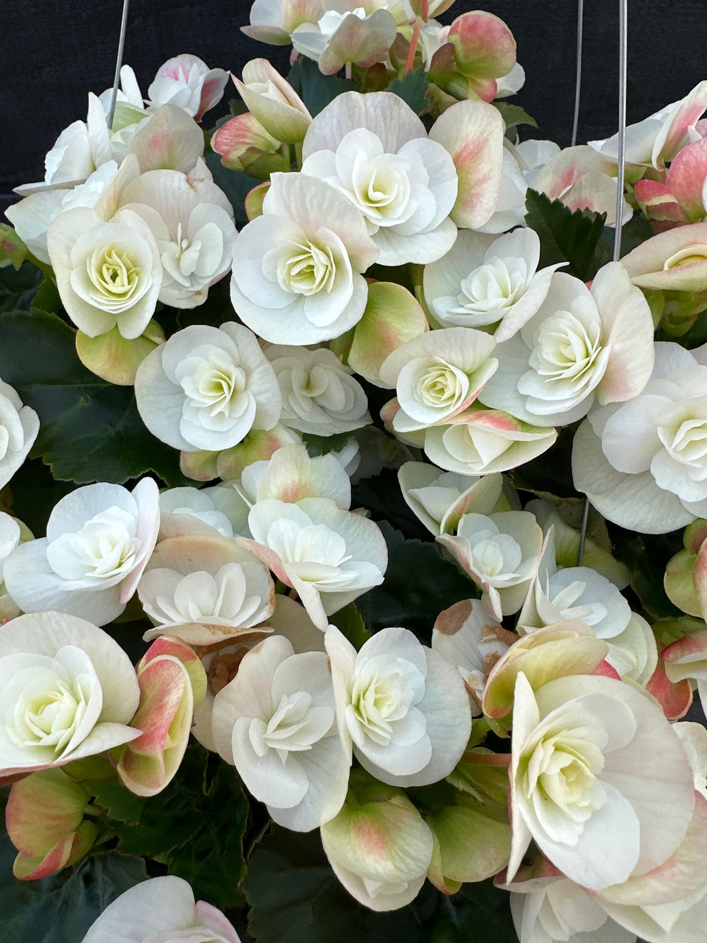 BEGONIA REIGER CLARA - 10'' HANGING BASKET