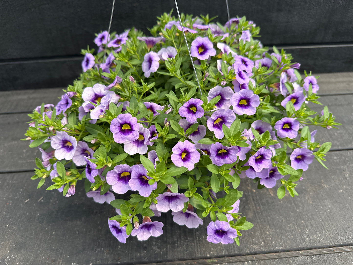 CALIBRACHOA EYECATCHER BLUE - 10'' HANGING BASKET