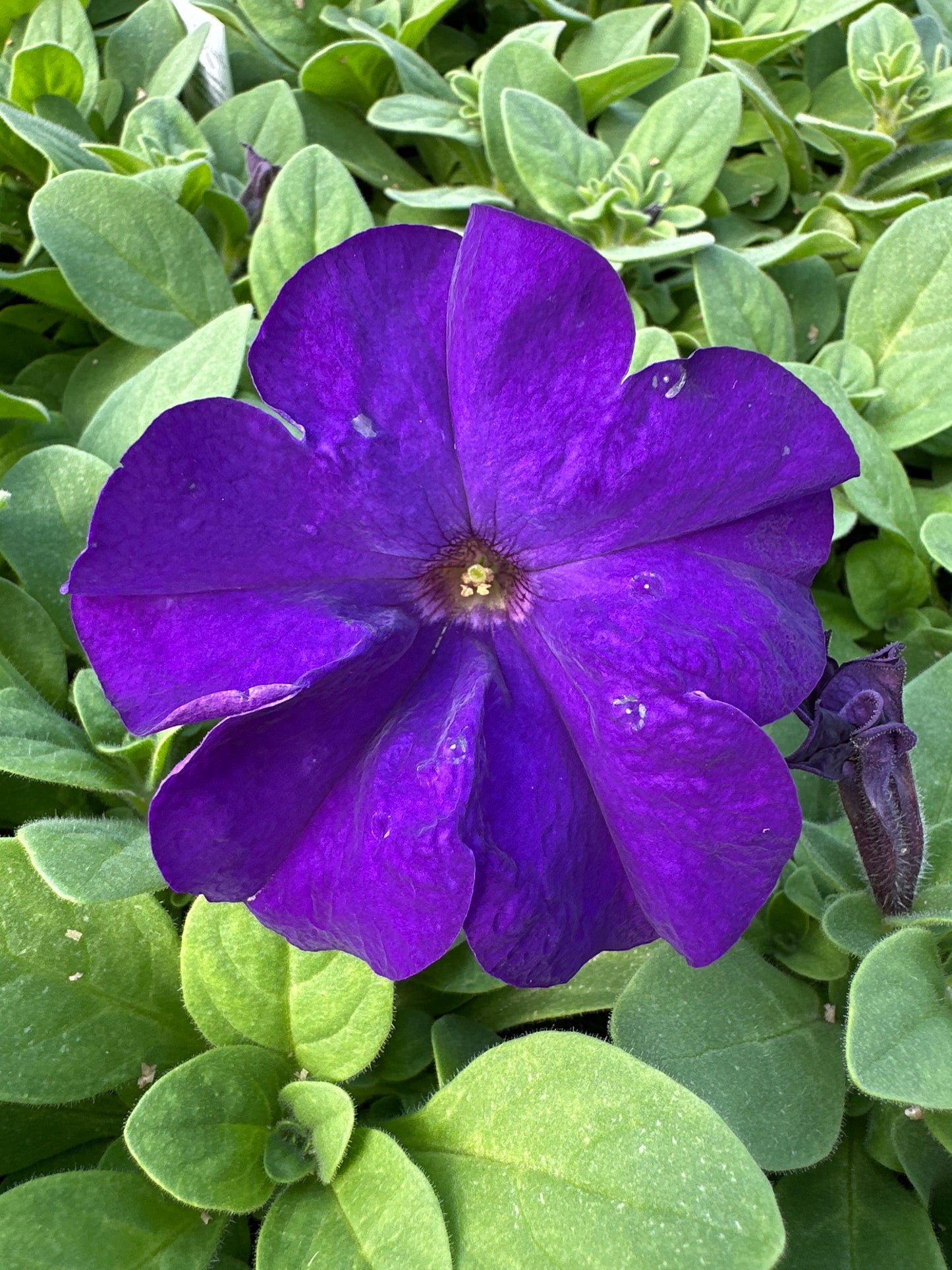 PETUNIA DREAMS MIDNIGHT - FLAT OF 48 PLANTS