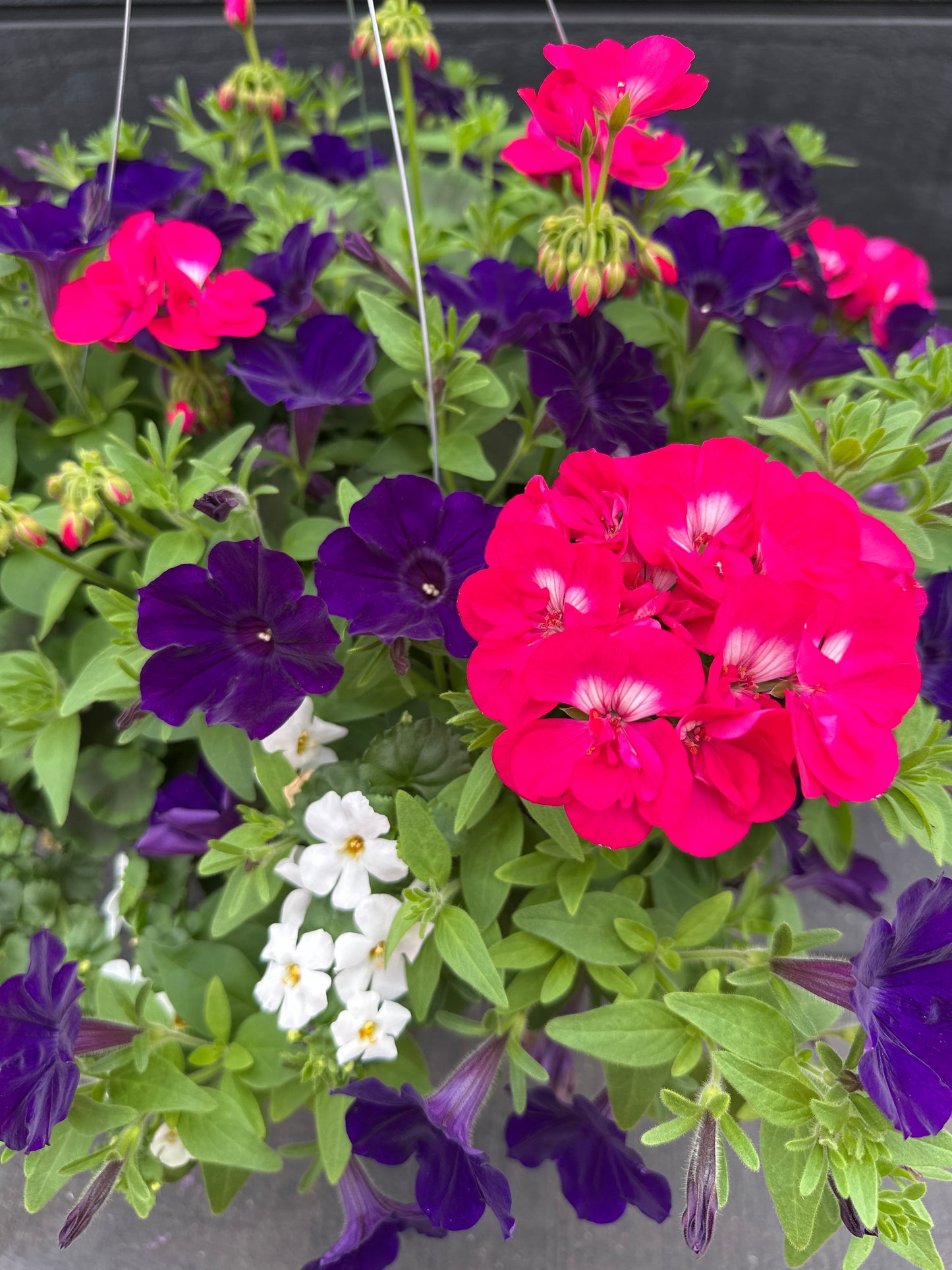 BASKET #29 - 12'' HANGING BASKET