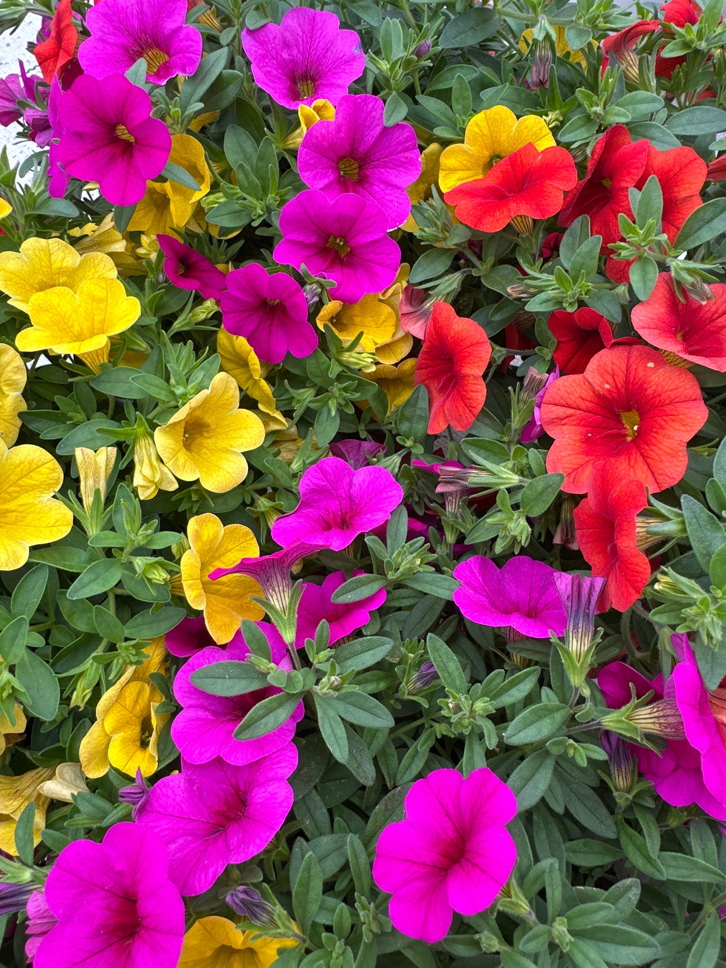 COMBO FRUIT COCKTAIL - 6" POT