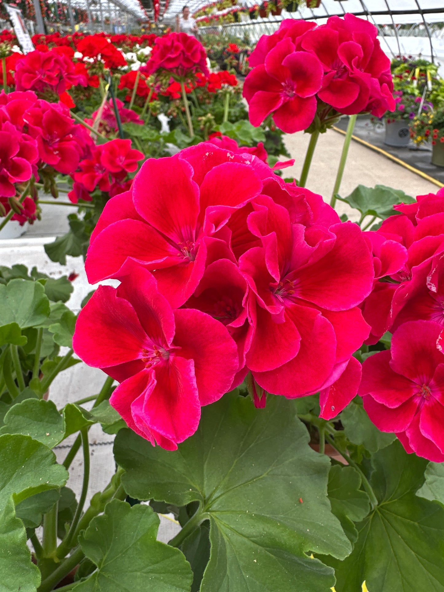 GERANIUM CALLIOPE CRIMSON FLAME - 8" POT