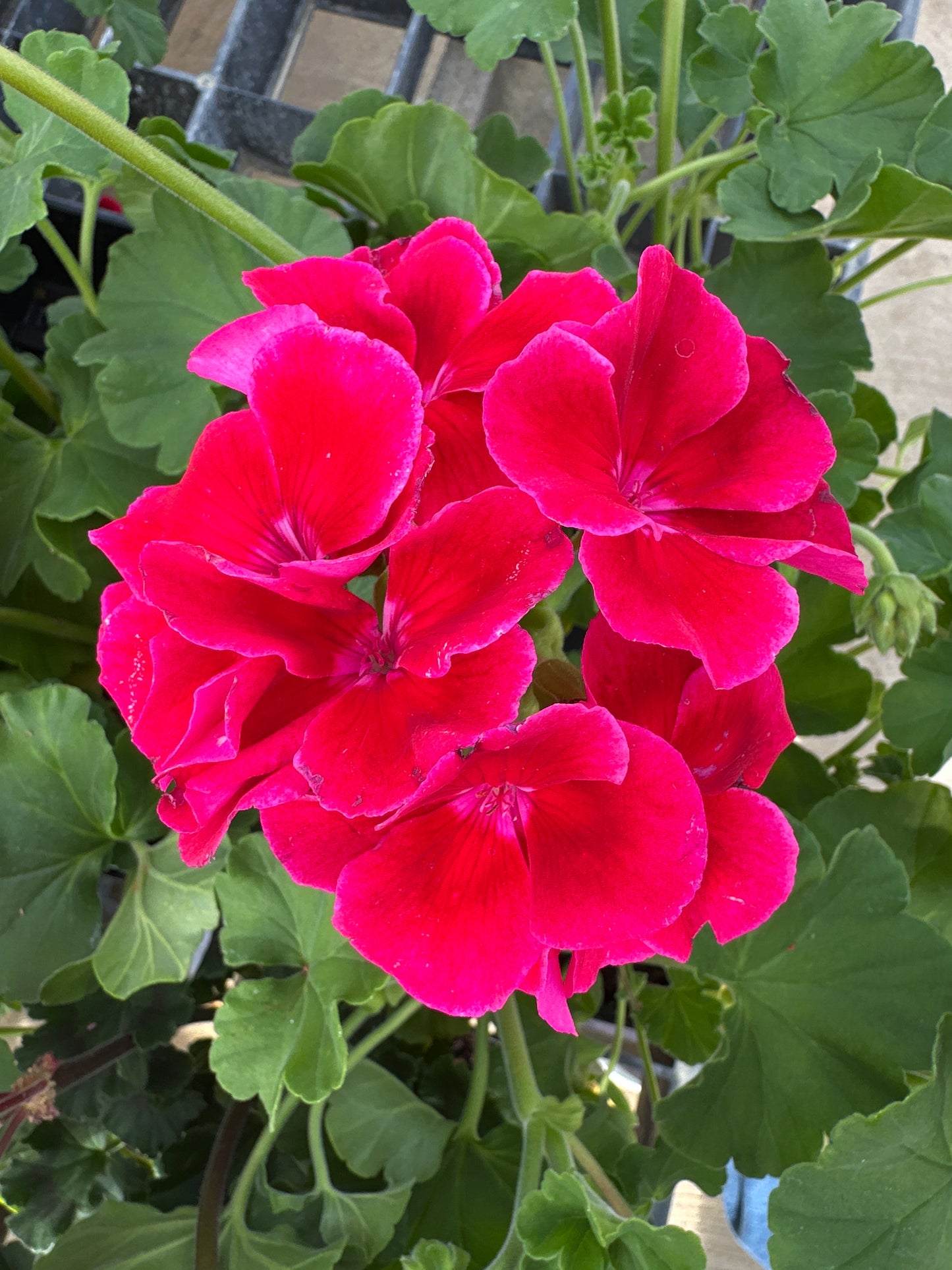 GERANIUM CALLIOPE CRIMSON FLAME - 4" POT