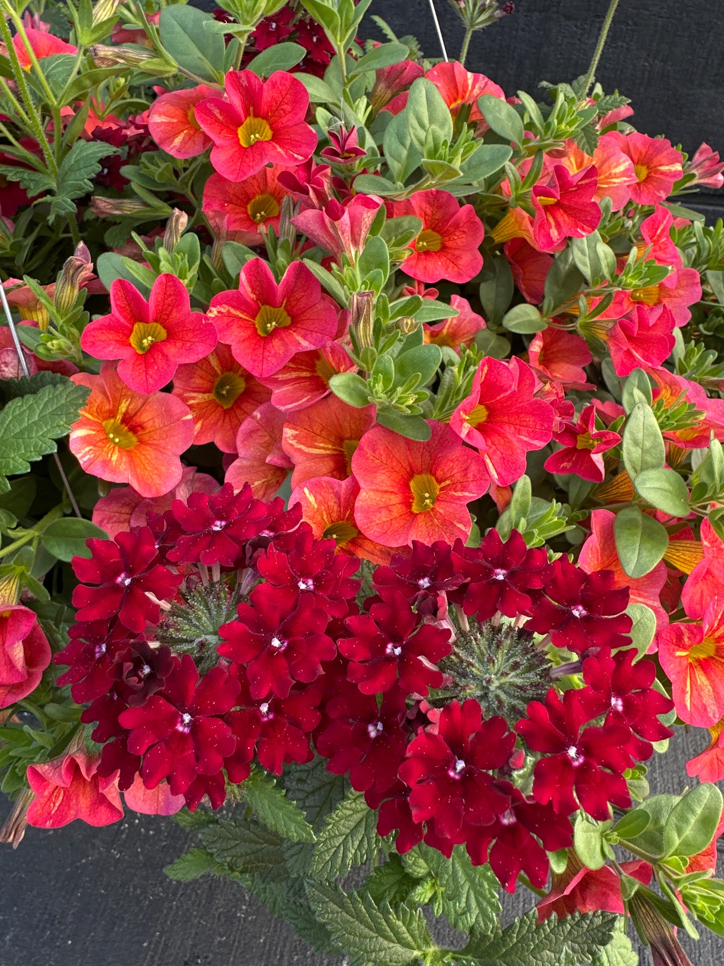 COMBO GLAM BAM - 12" HANGING BASKET