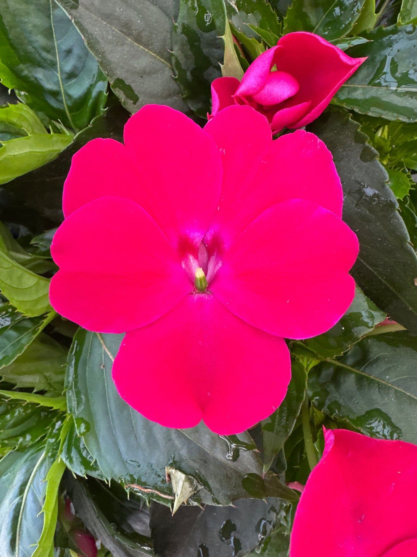 SUNPATIENS COMPACT ROSE GLOW - JUMBO 6 PACK