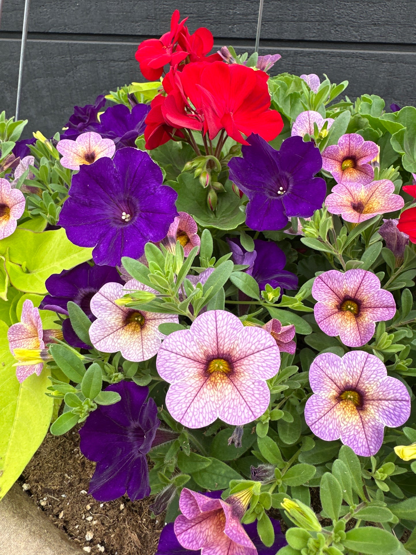 BASKET #11 - 16" HANGING BASKET