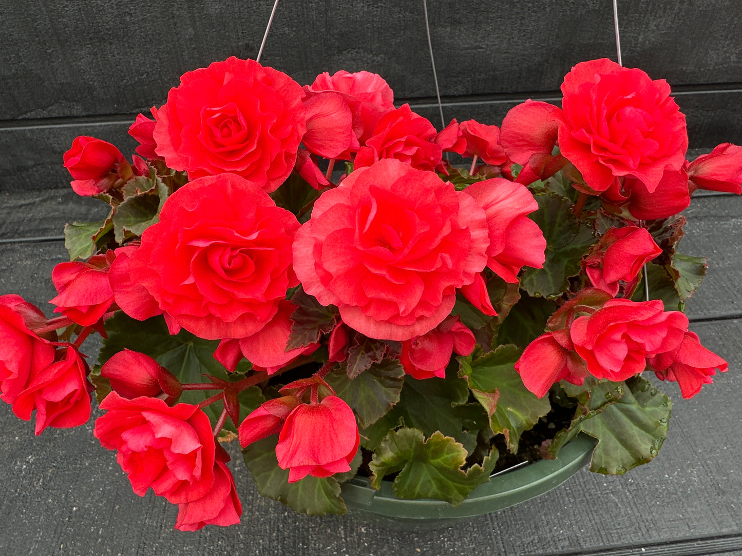 BEGONIA SOLENIAS DARK PINK - 10" HANGING BASKET