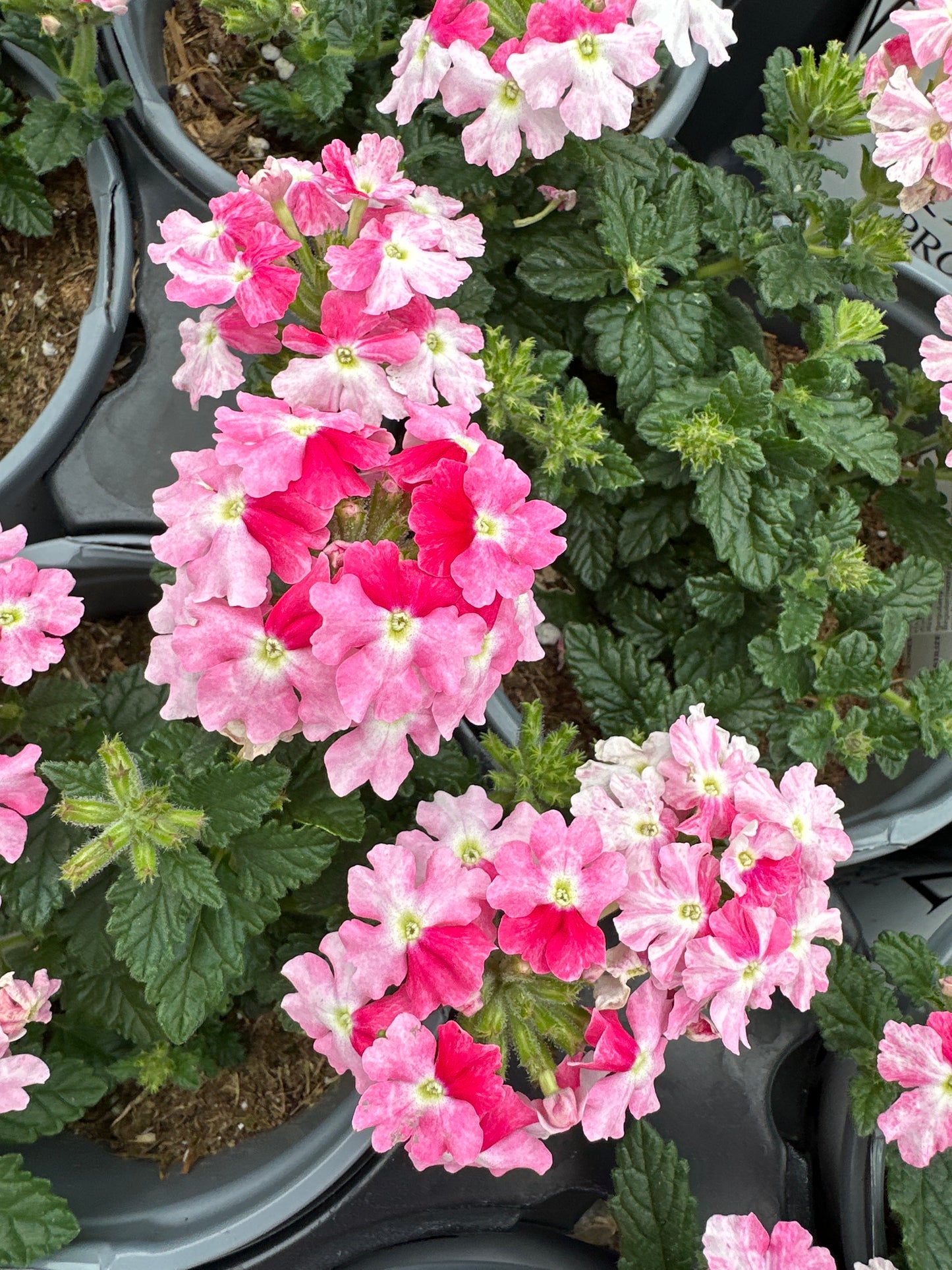 VERBENA SUPERBENA SPARKLING ROSE - QUART POT