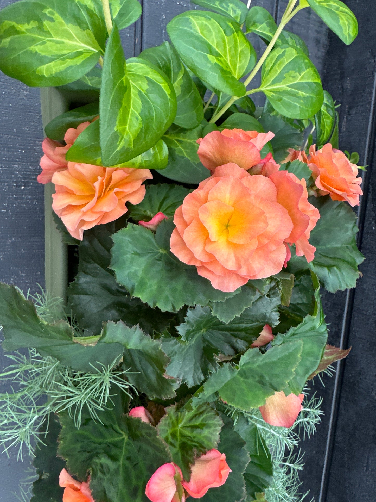 COMBO #17 - 24'' WINDOW BOX