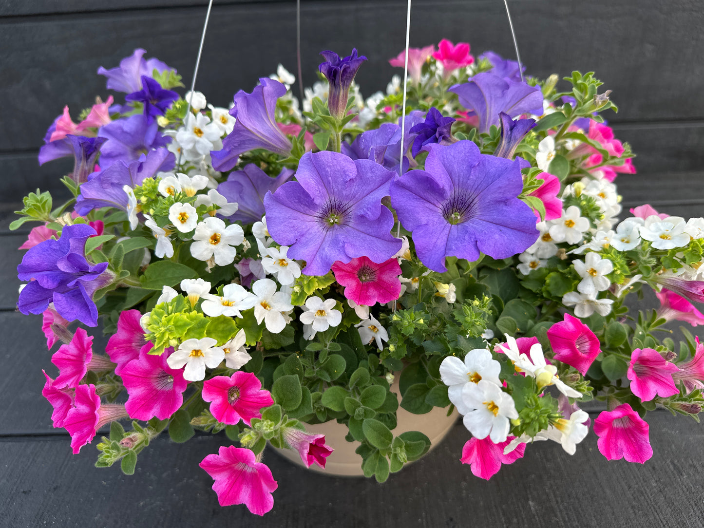 BASKET #50 - 12" HANGING BASKET