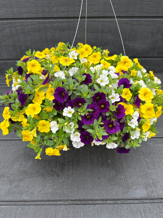 COMBO HAWAIIAN HOKU STAR - 10" HANGING BASKET