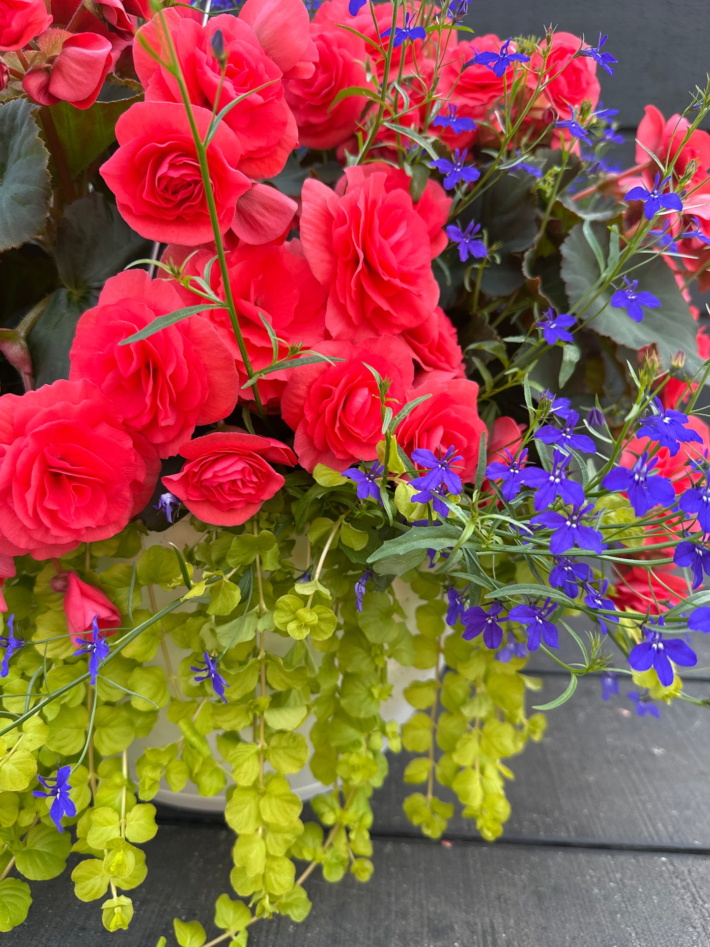 BASKET #5 - 14" HANGING BASKET