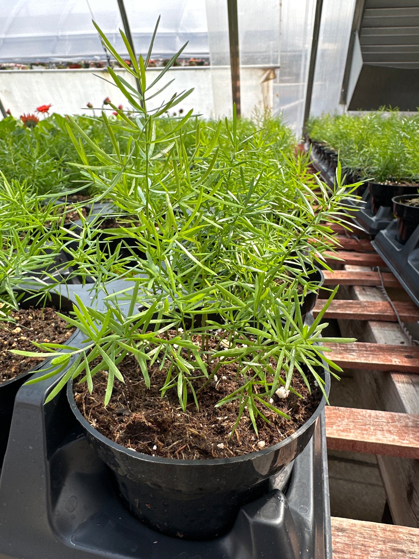 ASPARAGUS FUZZYFERN FRIZZ - 4'' POT