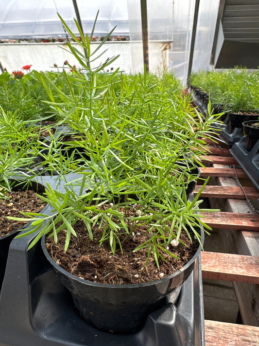 ASPARAGUS FUZZYFERN FRIZZ - 4" POT