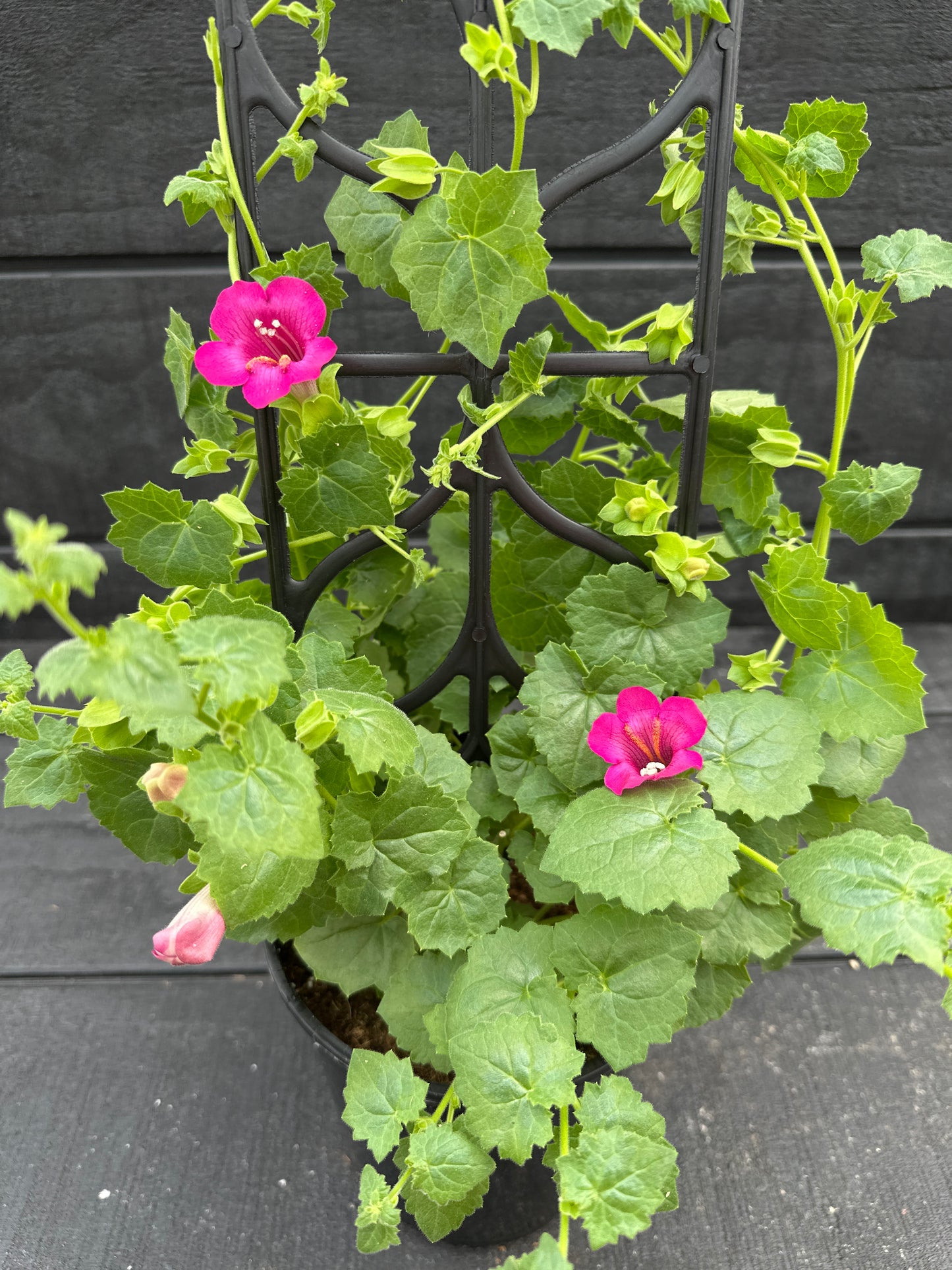 LOPHOSPERMUM COMPACT ROSE - 1 GALLON WITH TRELLIS