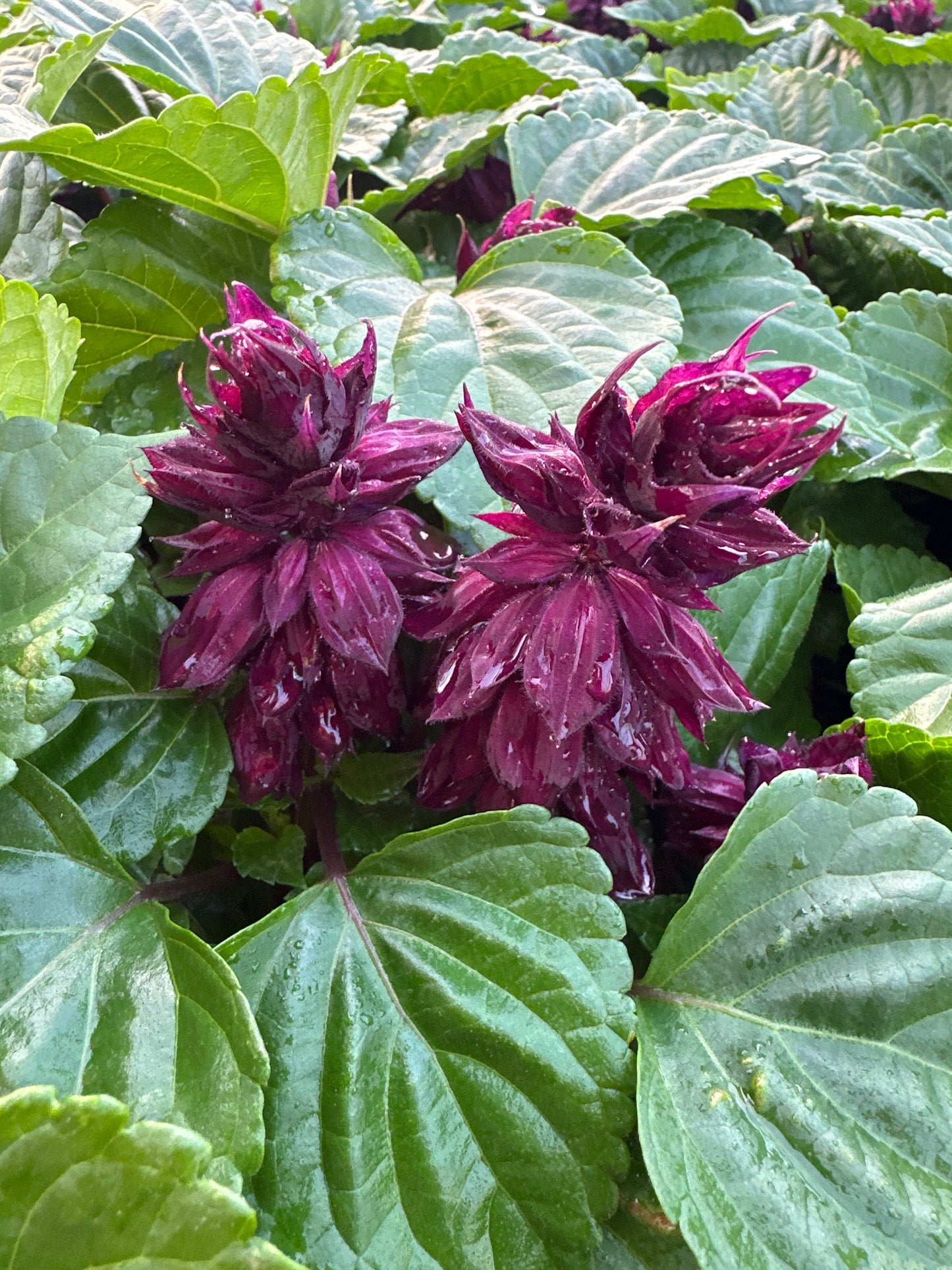 SALVIA VISTA PURPLE - FLAT OF 48 PLANTS