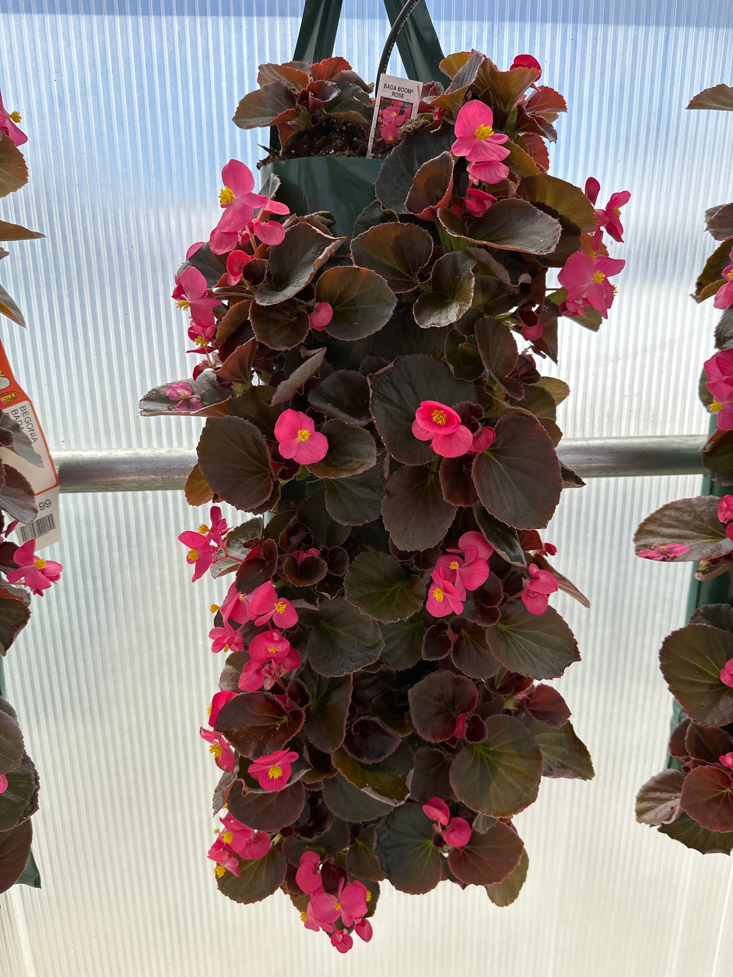 BEGONIA BADA BOOM ROSE - FLOWER BAG