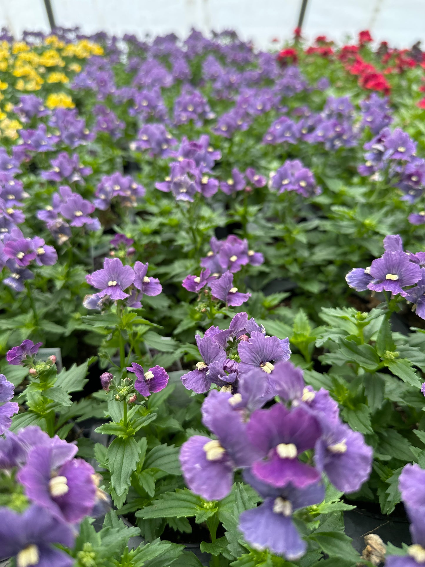 NEMESIA NESIA DENIM - 4" POT