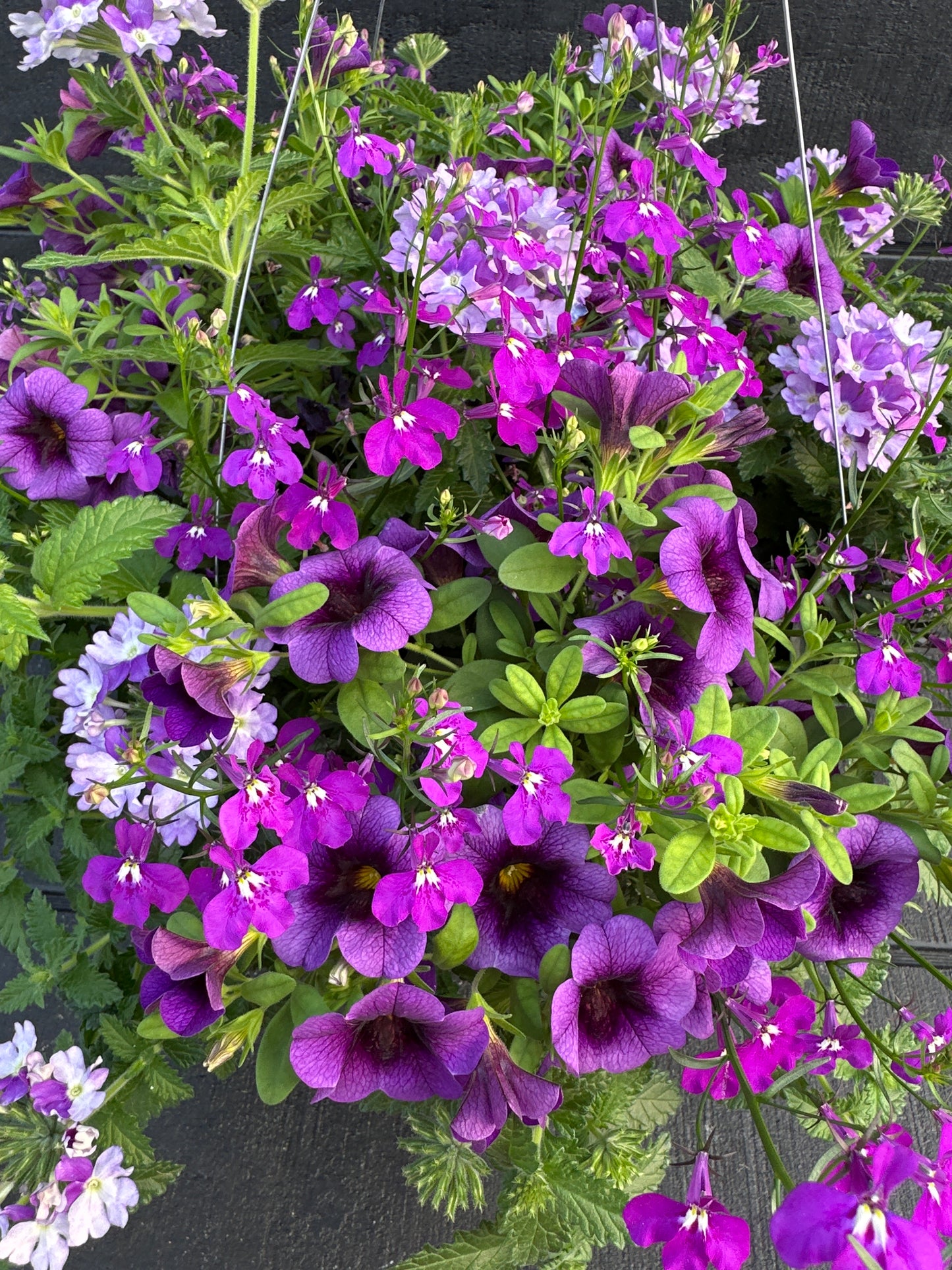 COMBO SPARKLE AND GLOW - 12" HANGING BASKET