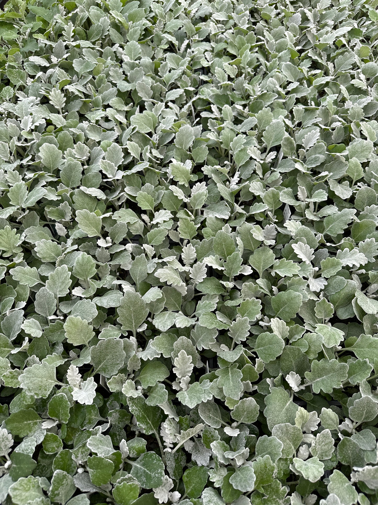 DUSTY MILLER SILVERDUST - FLAT OF 48 PLANTS