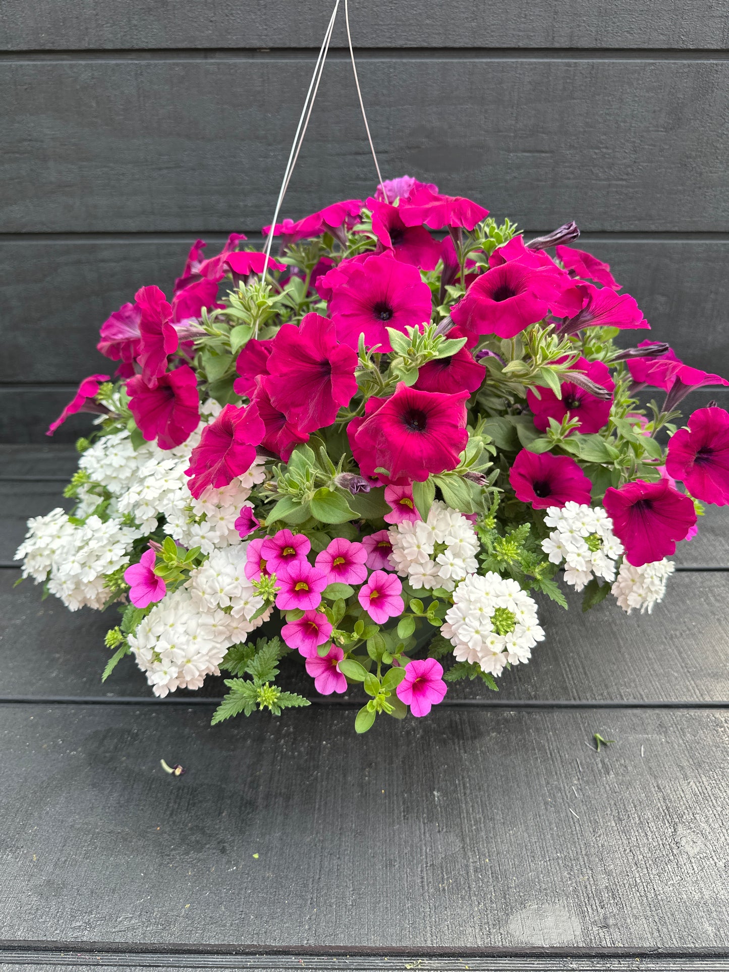 COMBO IN A JAM - 10" HANGING BASKET