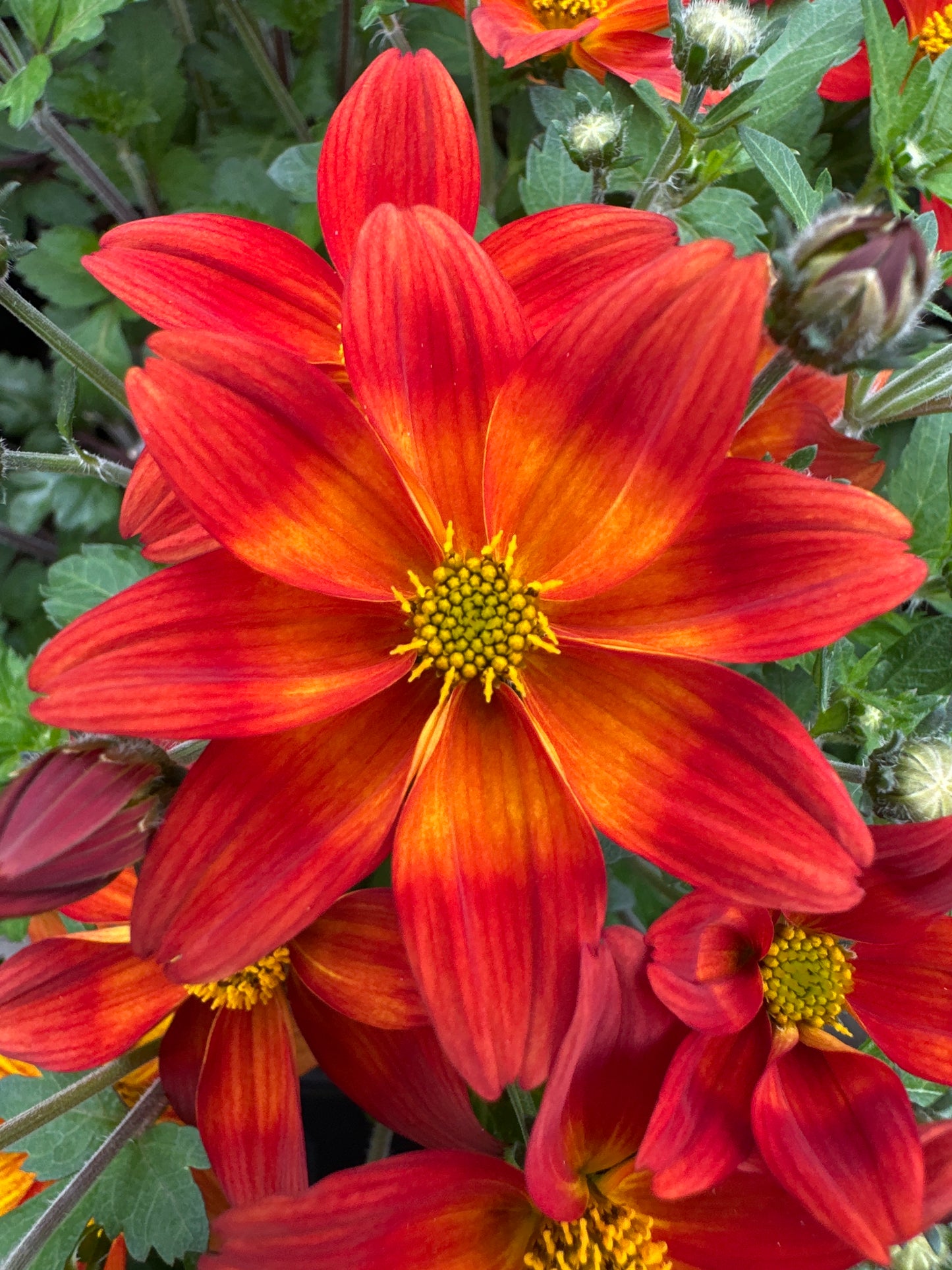 BIDENS BIDY BOOM RED - 4" POT