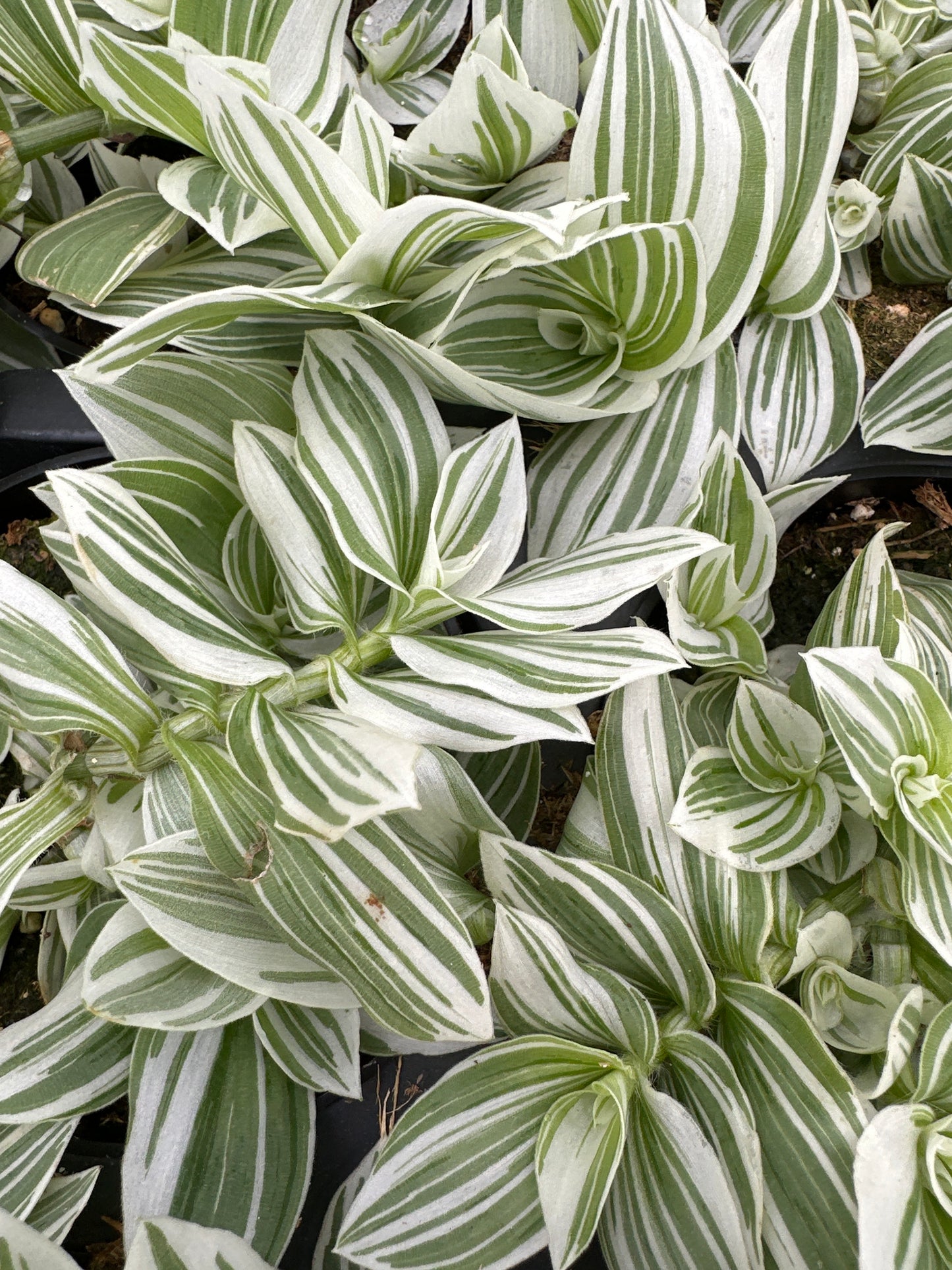 TRADESCANTIA PISTACHIO - 10" HANGING BASKET