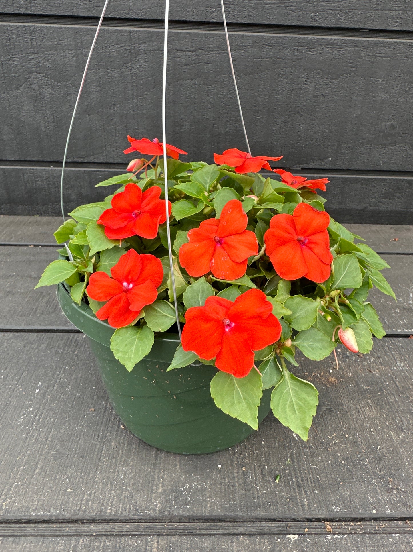 IMPATIENS BEACON ORANGE - 8'' HANGING BASKET
